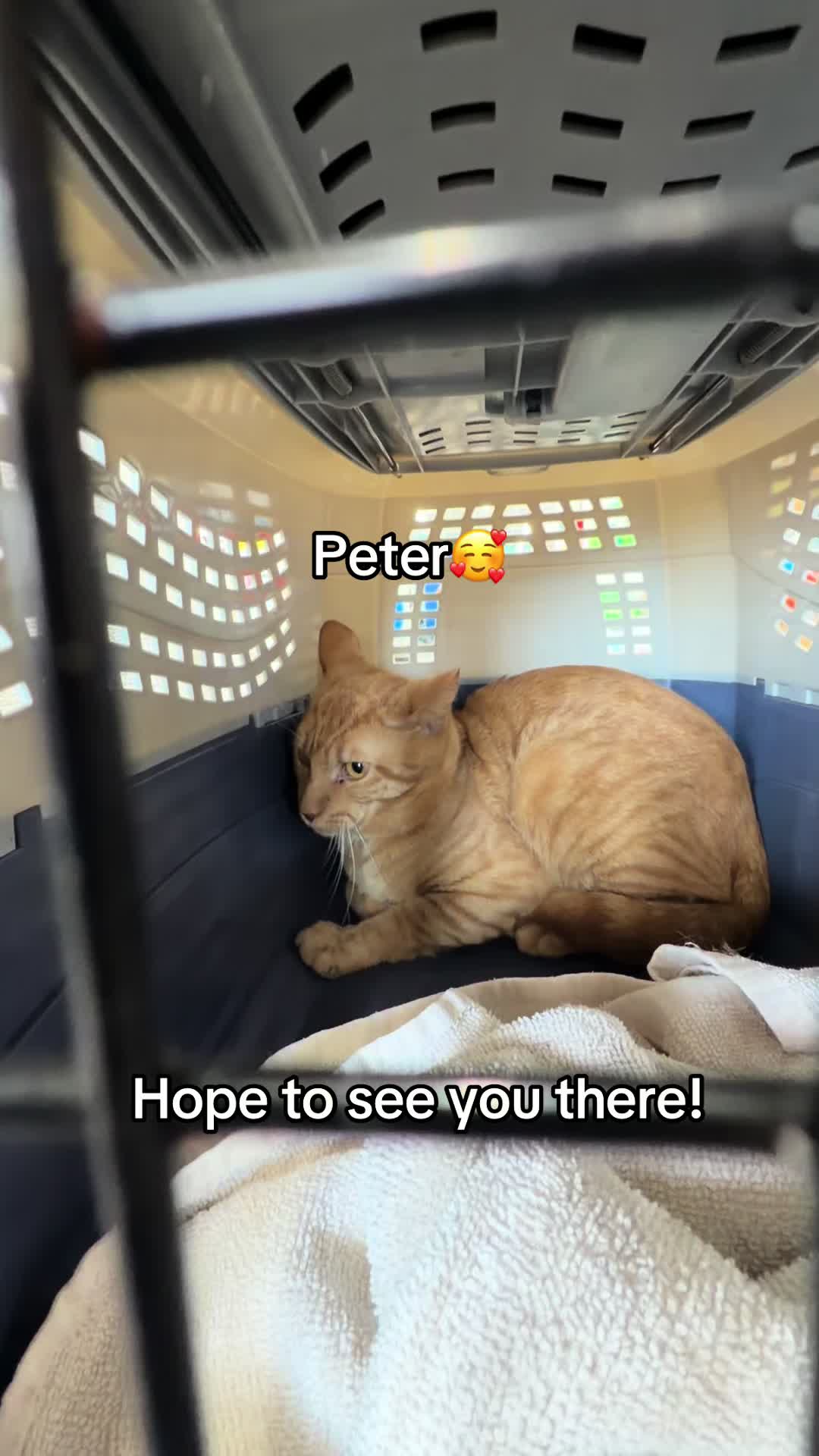 @Kovu’s Kitties