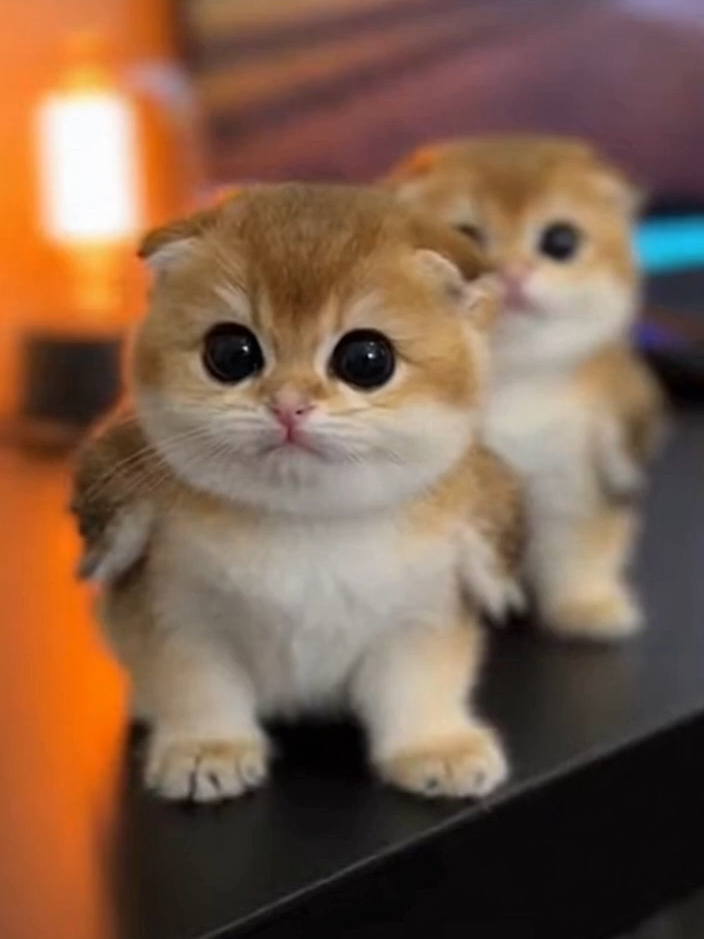 @meowlove