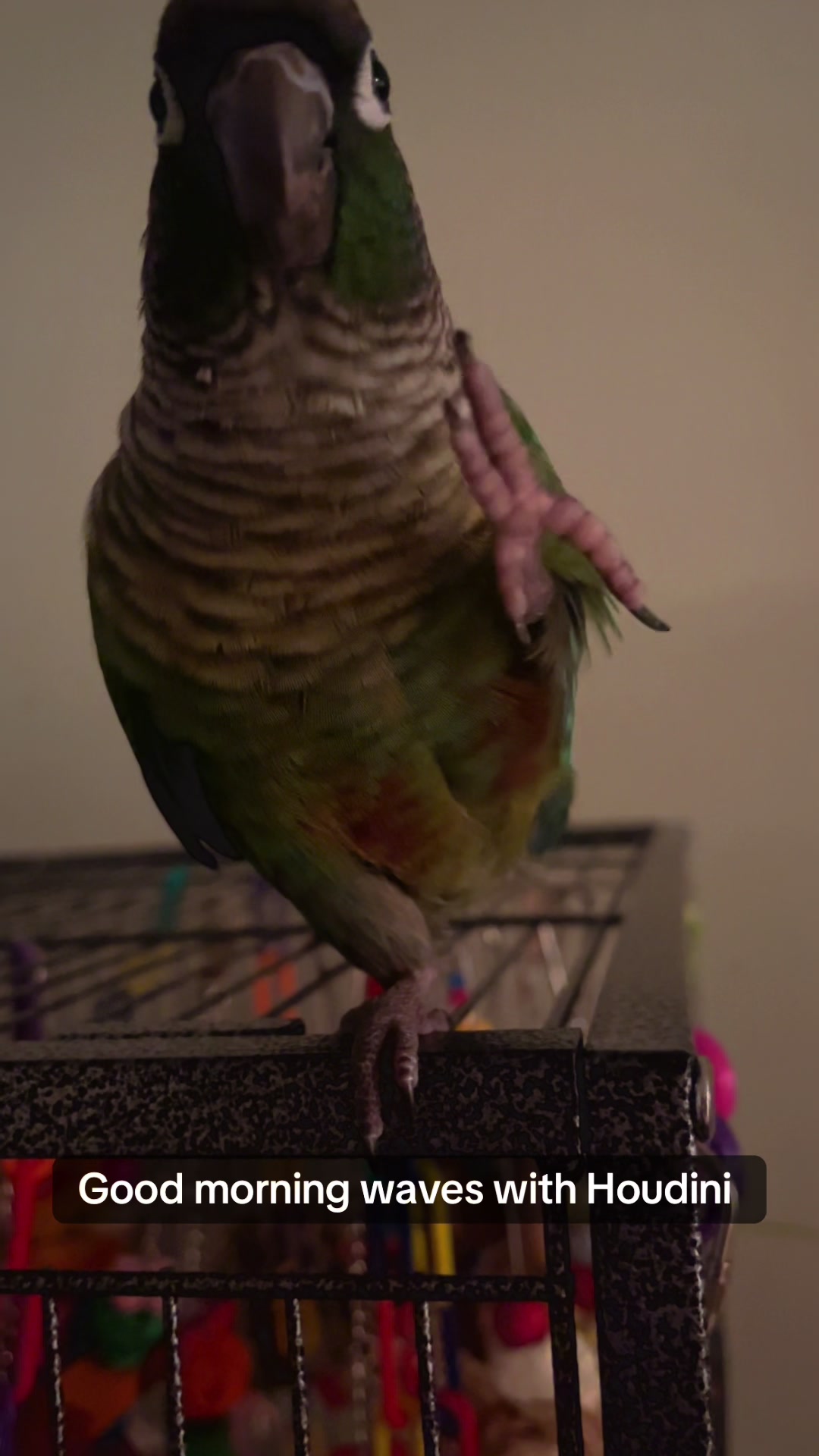 @Houdini 🦜🧚&zwj;♀️💕