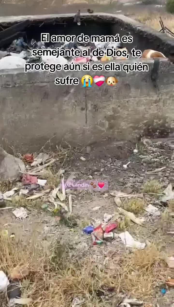 @huellitas de amor 🐾❤️🩹🐶