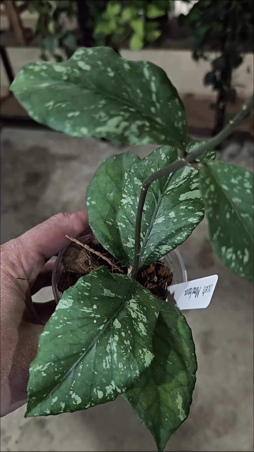 @Yaya’s Plant Shop