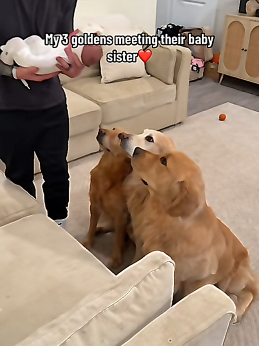 @dogmomentsdaily