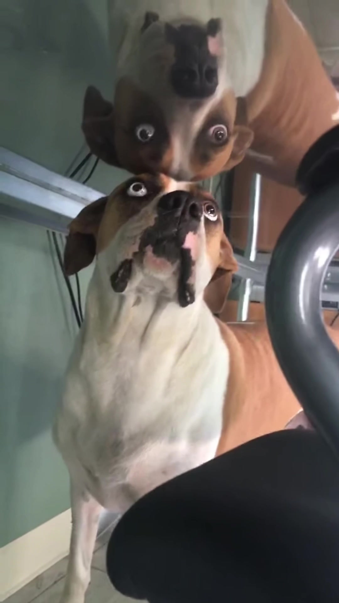 @Funny dog&rsquo;s