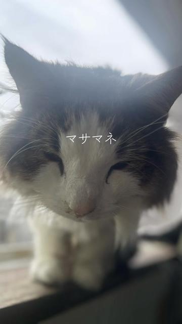 @マサマネ UNOFFICIAL - 非公式ものまね芸人