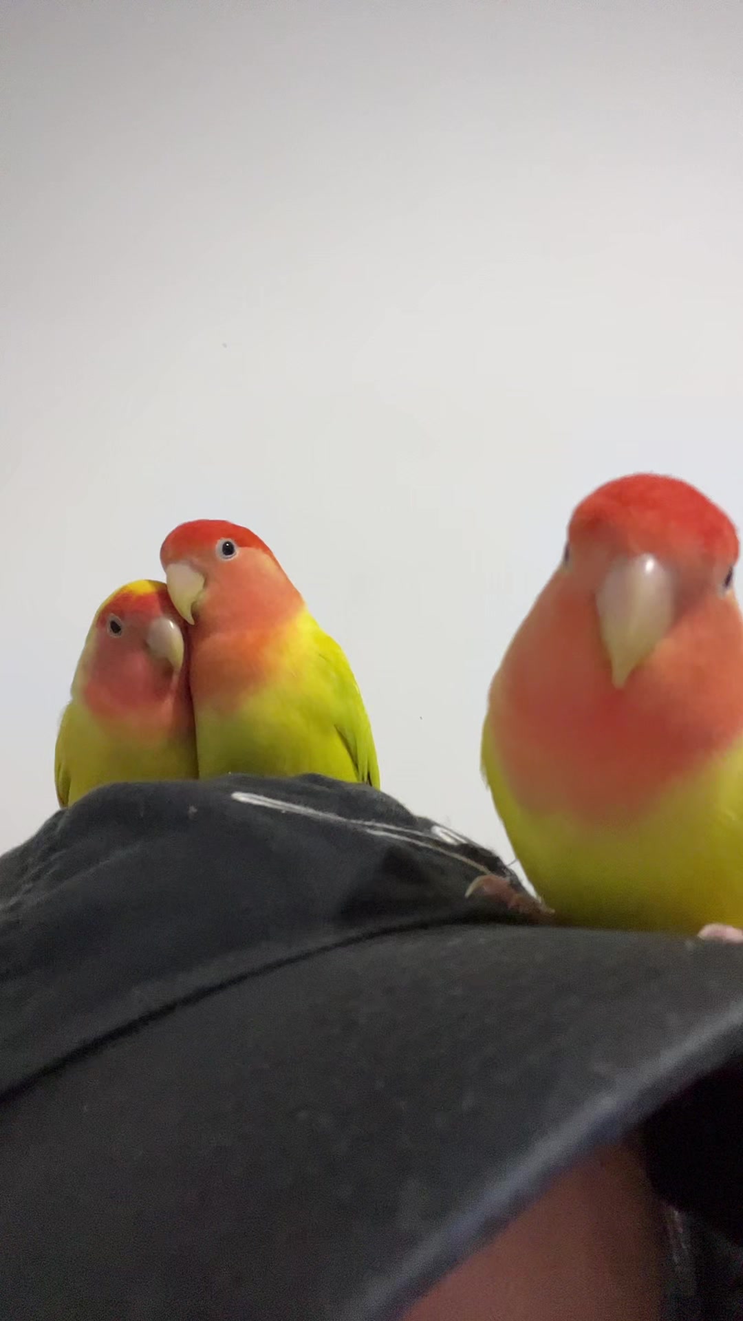 @crisaandbirds