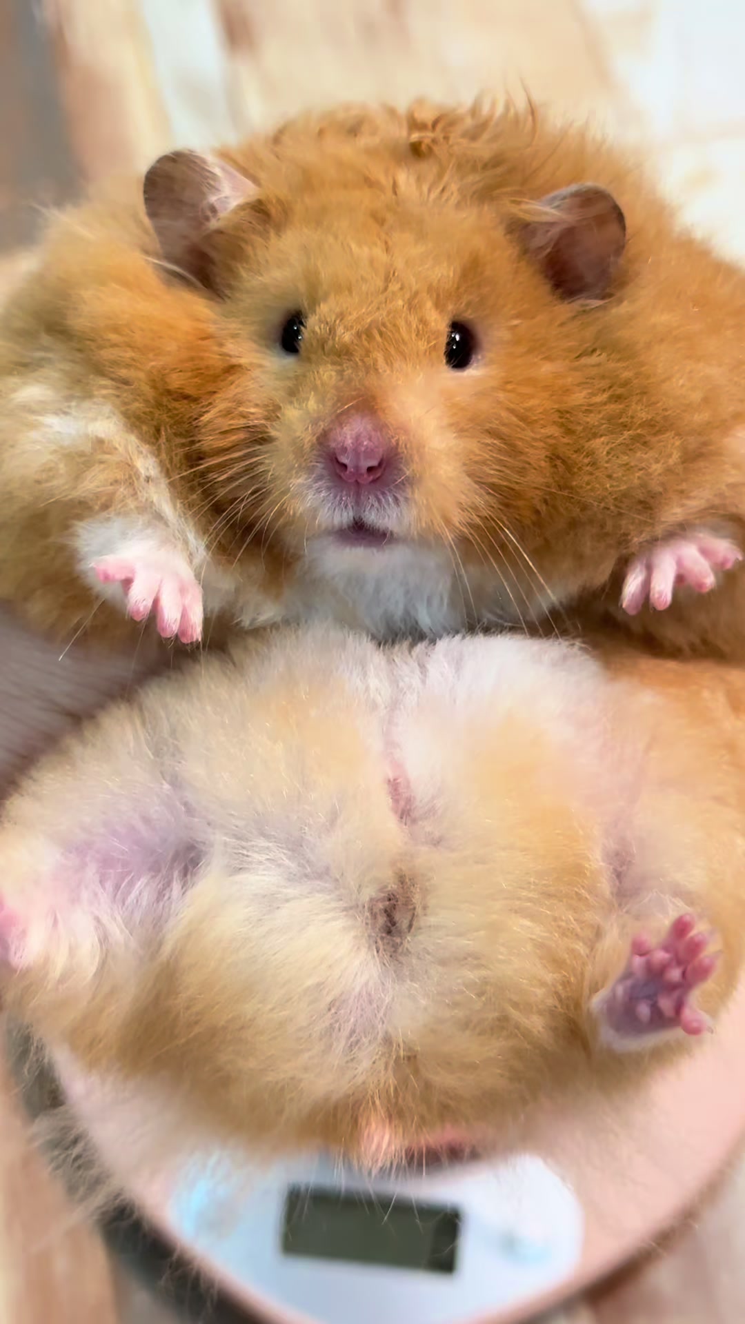 @Itsara Hamster