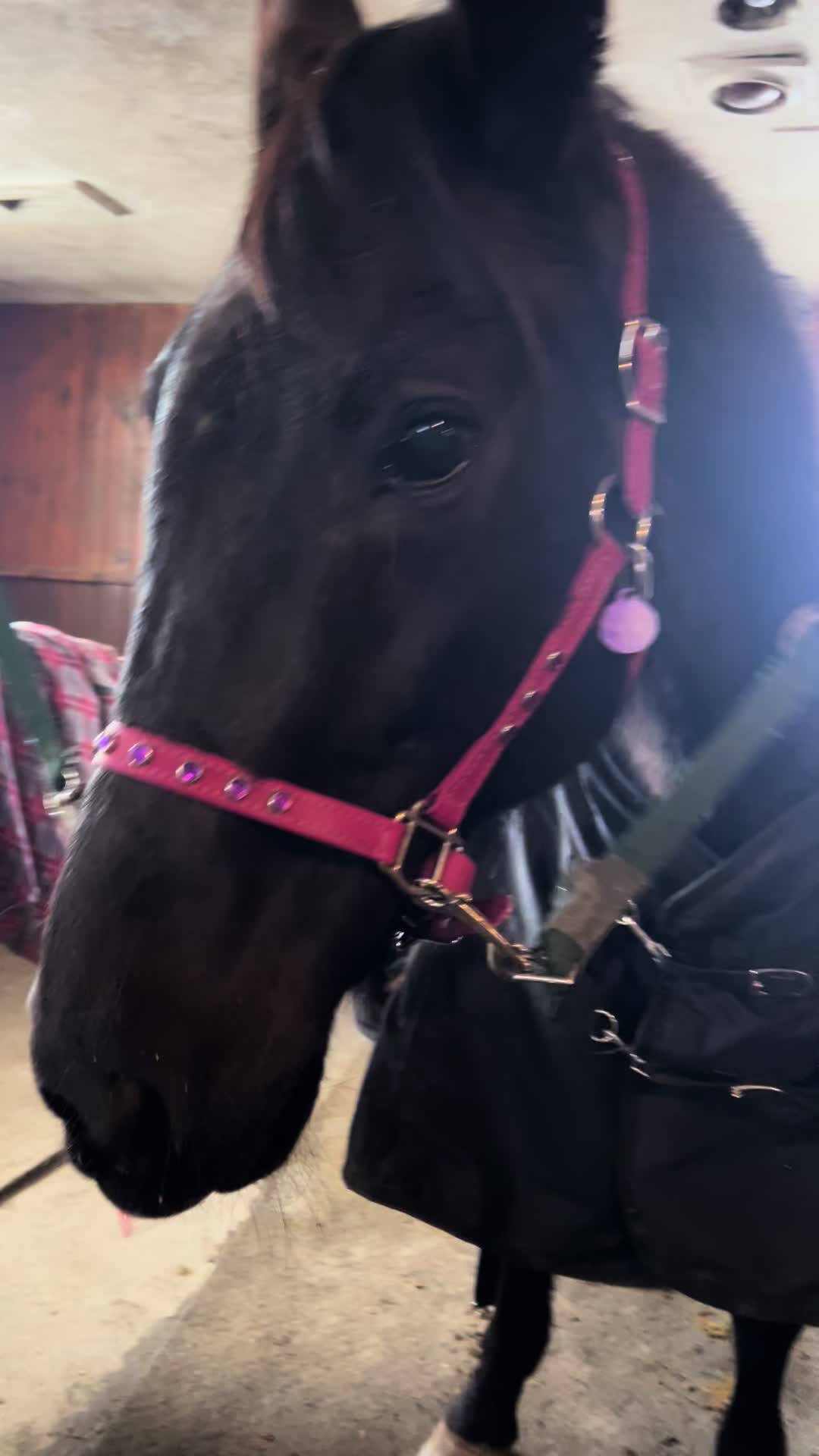 @Horseplay66