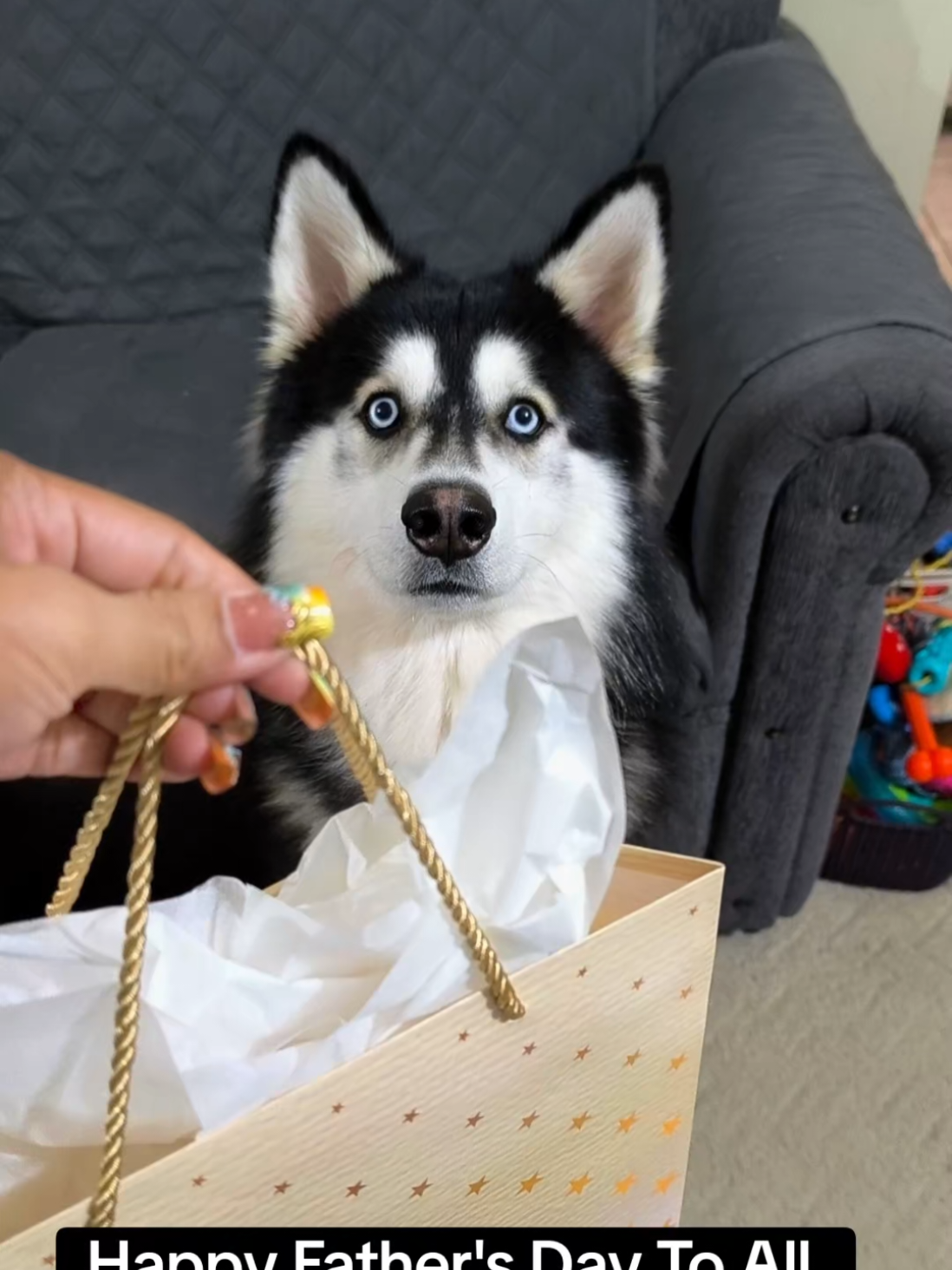 @cythehusky