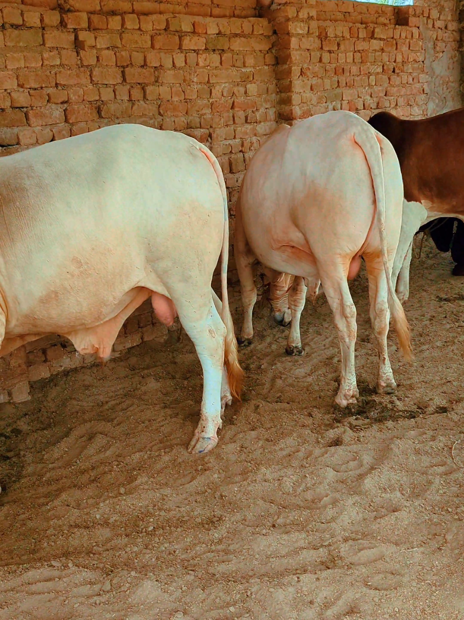@Larkana Cattle Farm