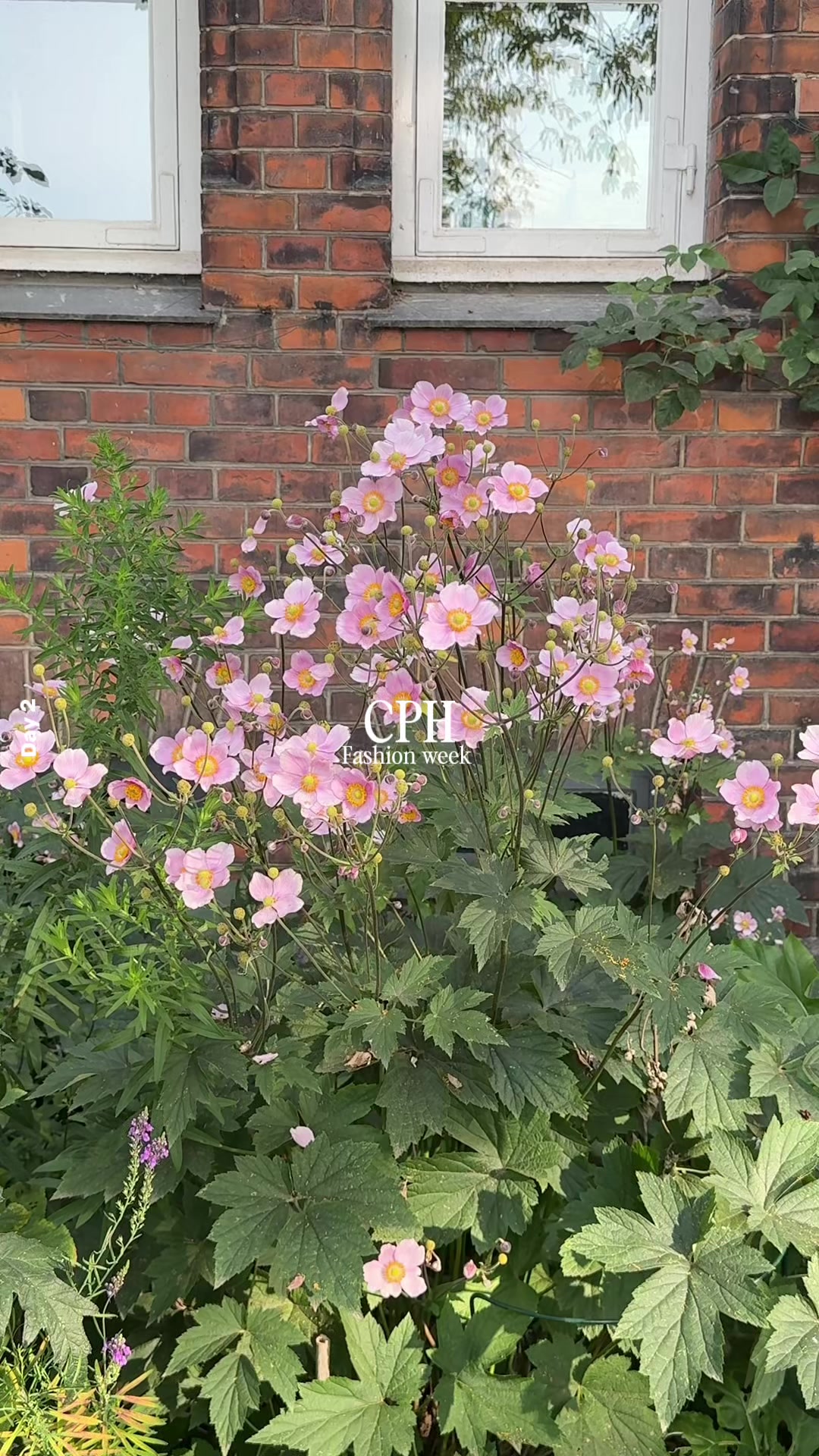 @chloewhipplee