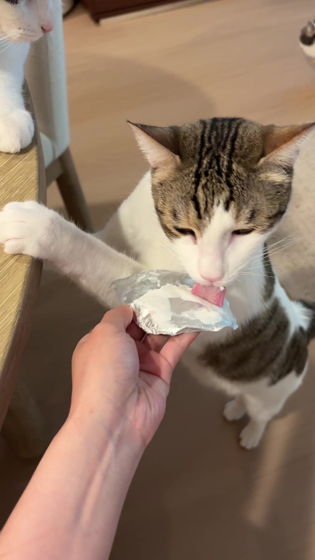 @Mimi Wawa Meow