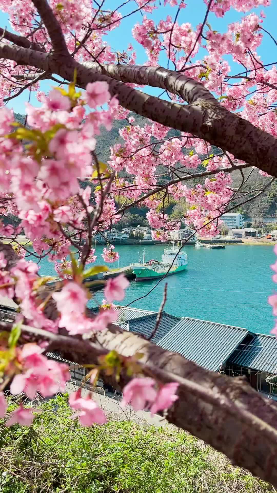@とらのぽいち
