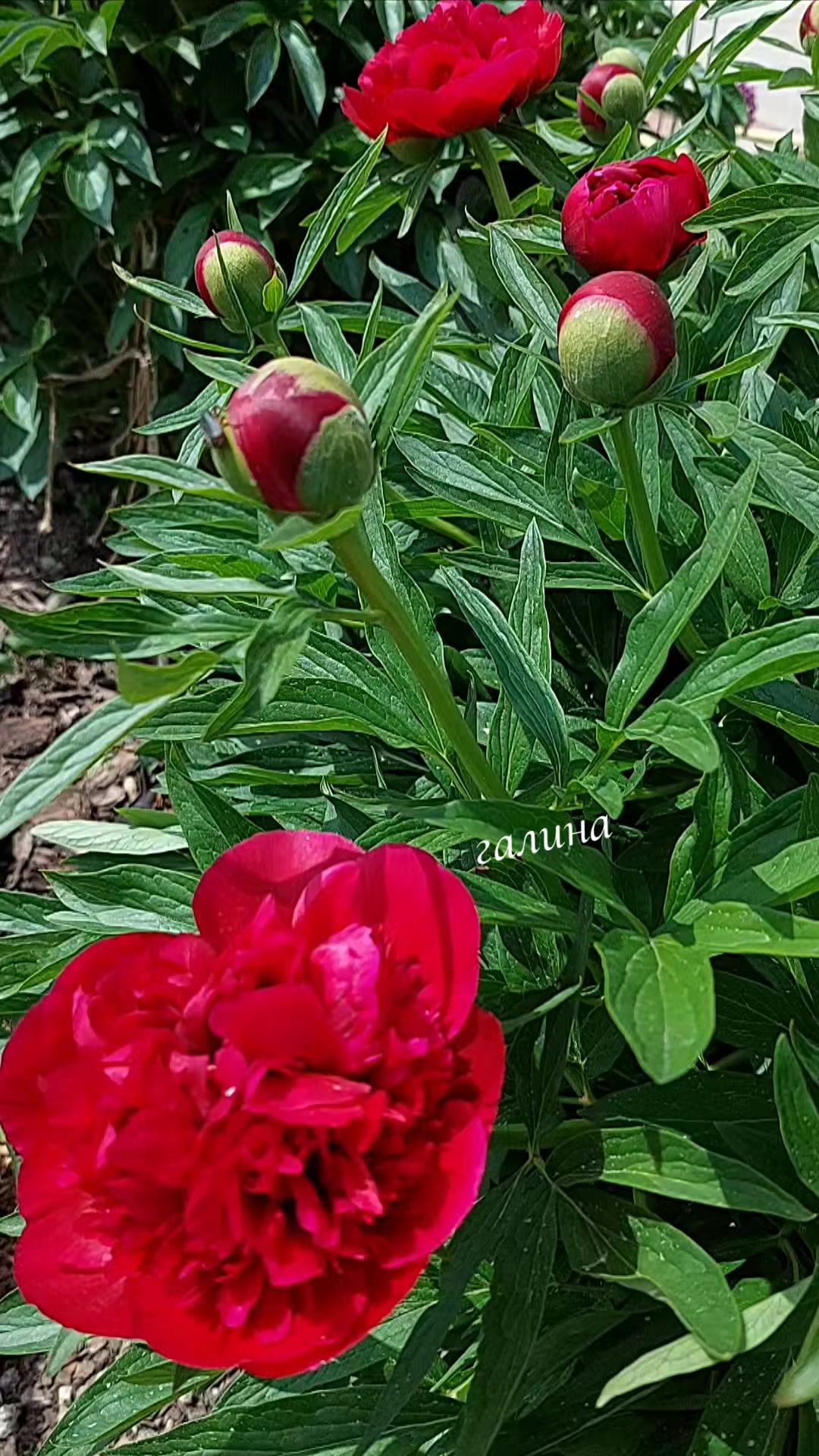 @✨️Галина ✨️🌸