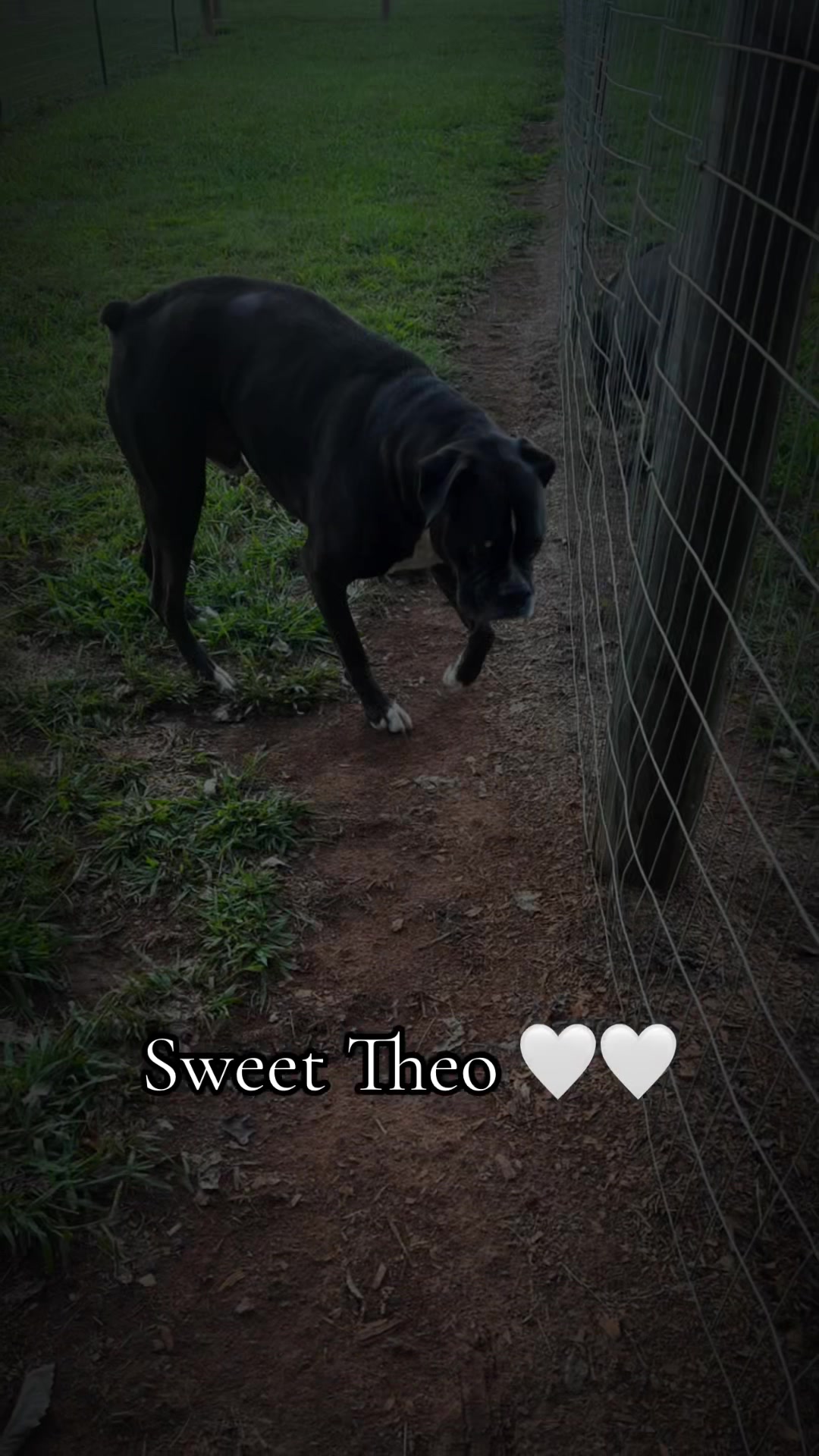 @Angie@k9kennels🐾