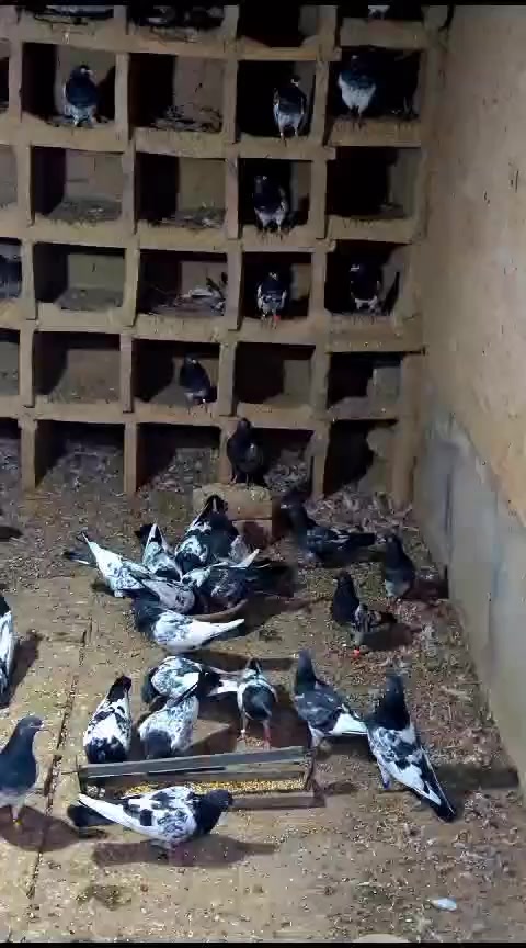 @ZahidZHB