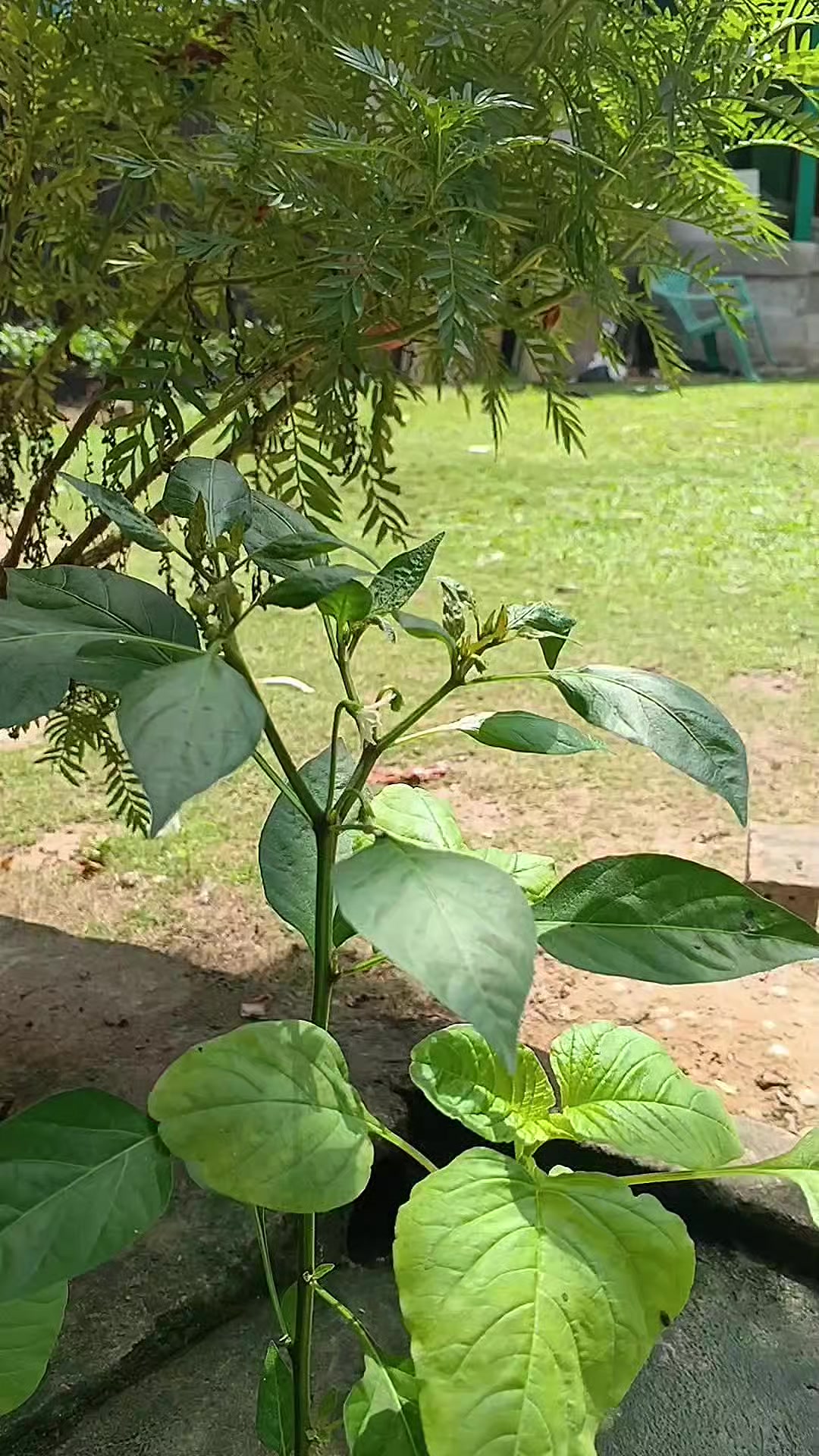 @susmawaati