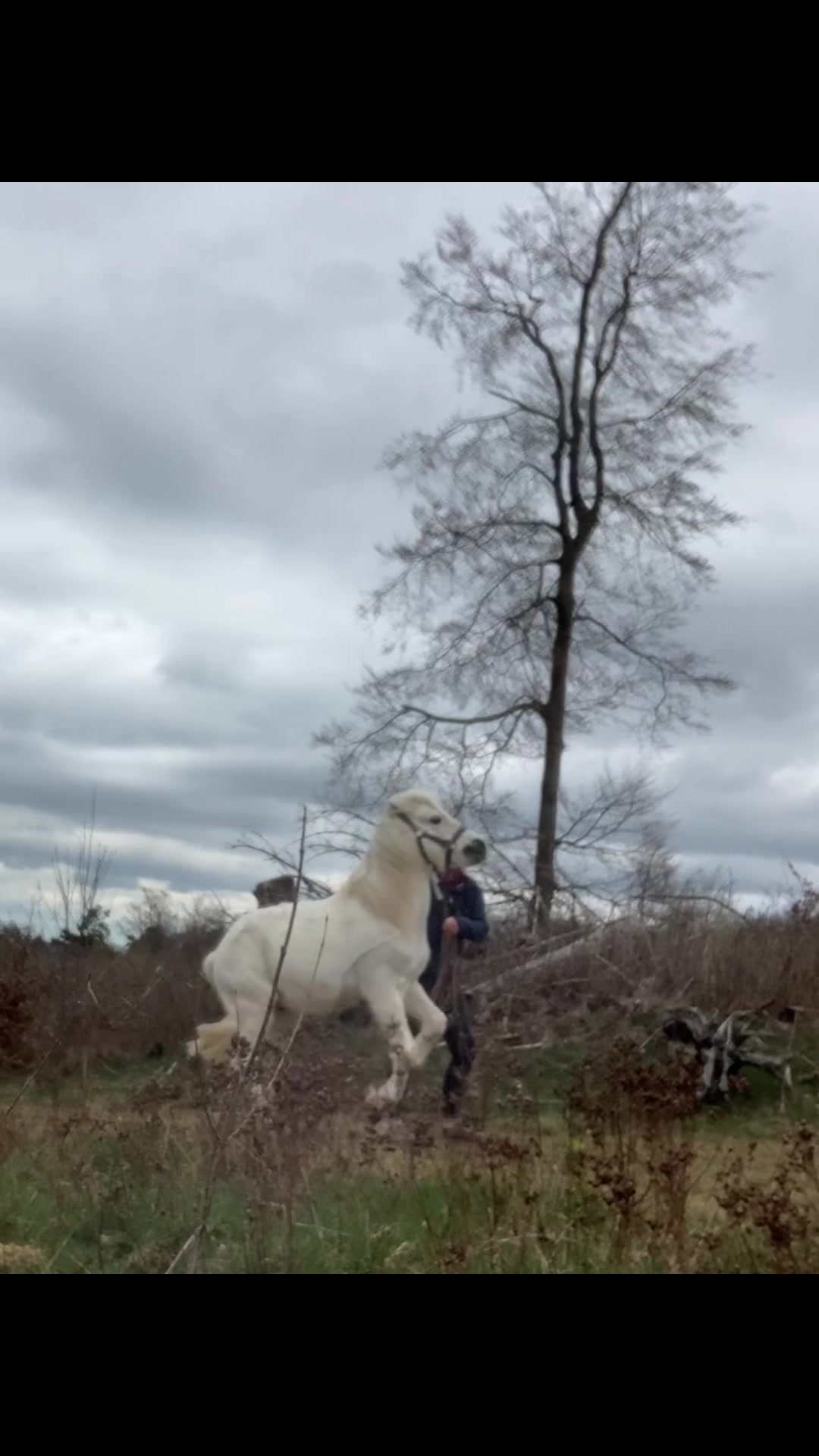 @Good Way Horses