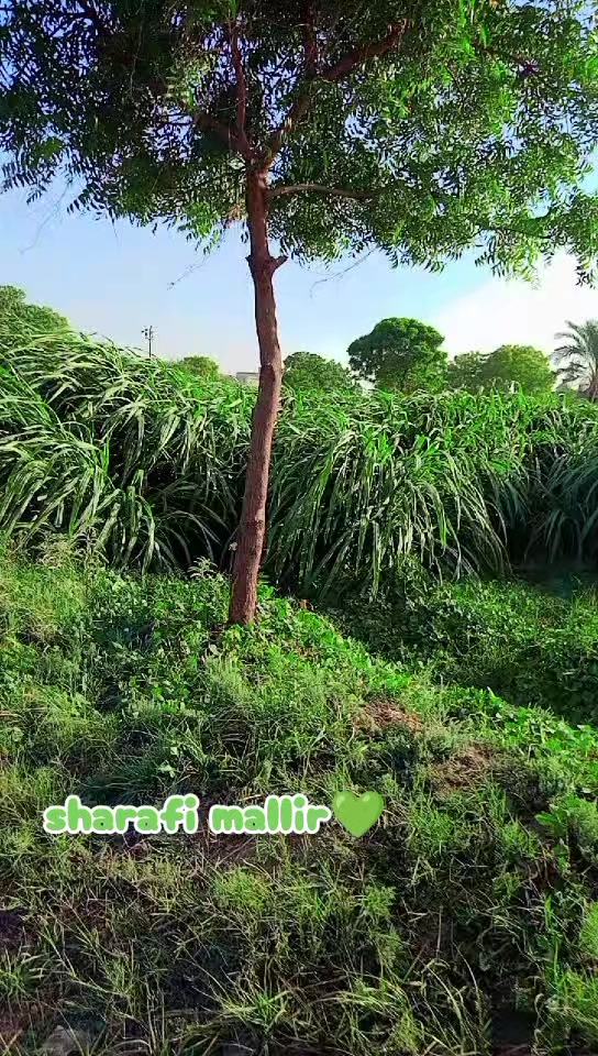 @Bilawal Bizanjo