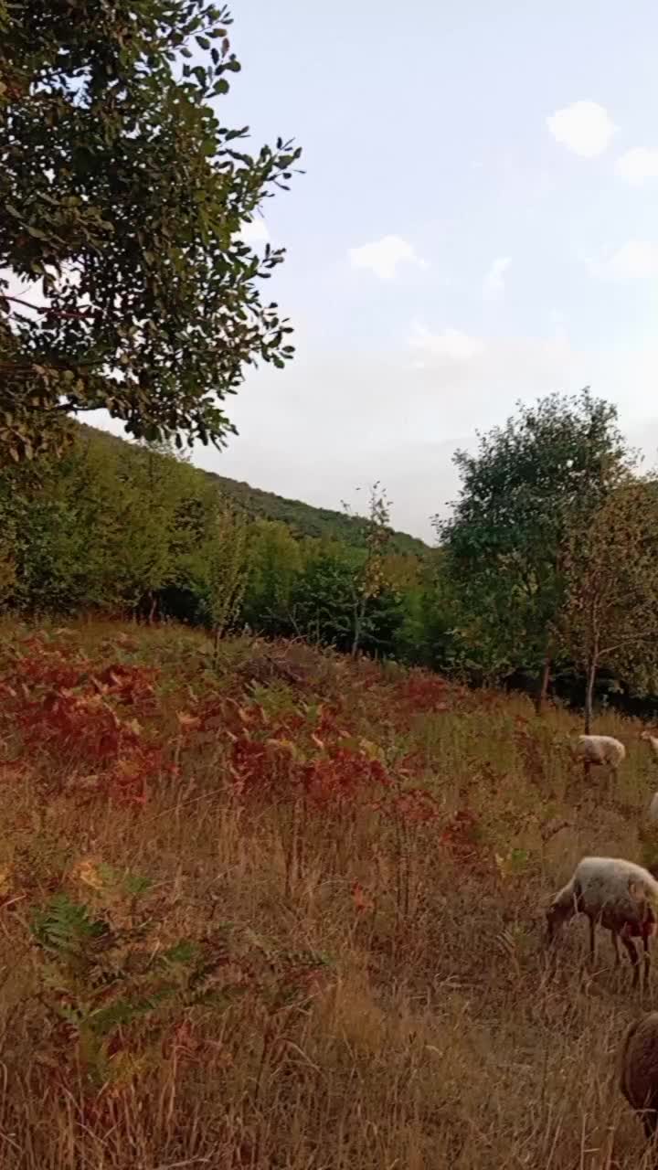 @Uzeyir