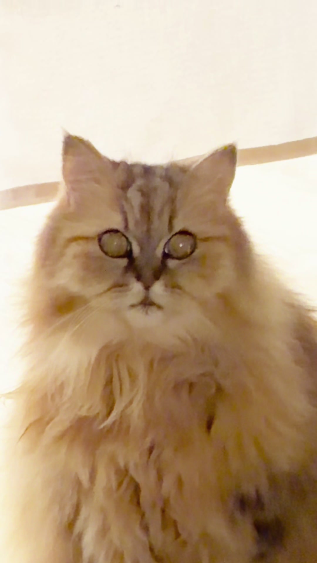 @🦷 Beboo the cat
