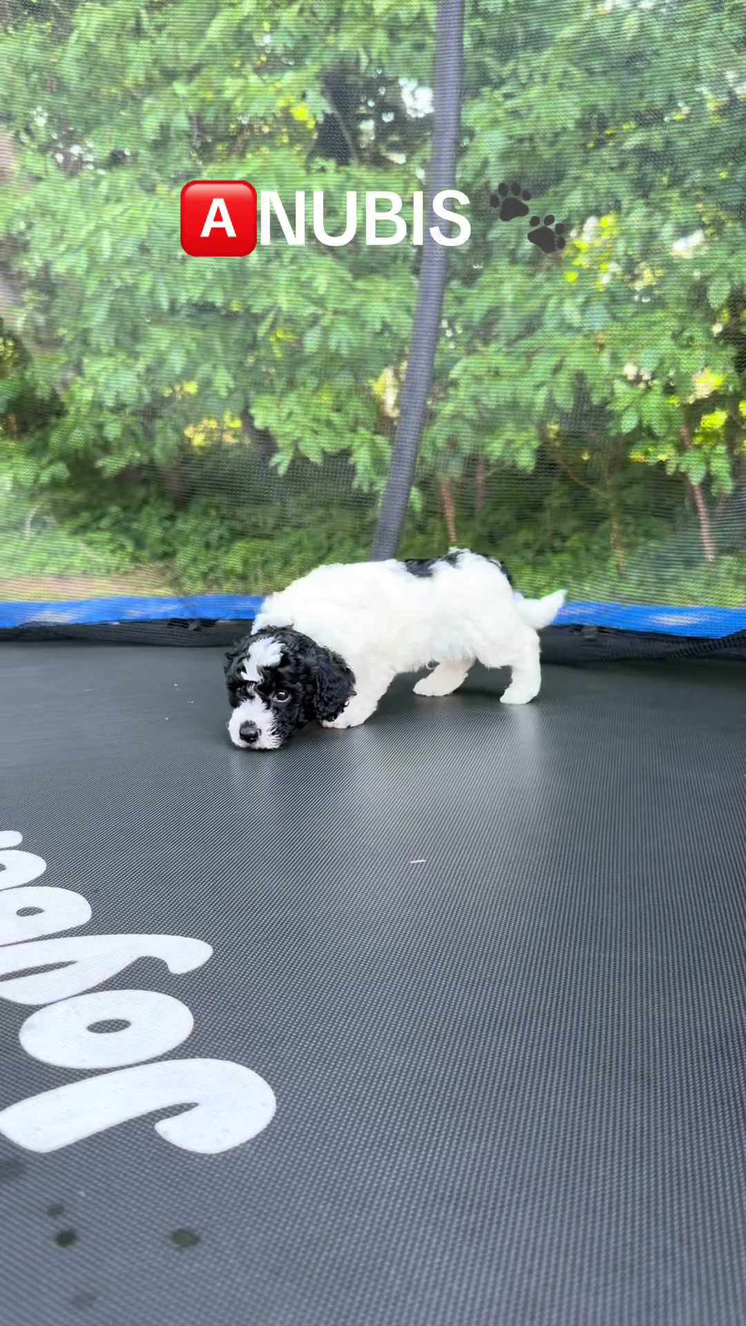 @Toy Pudél NJ 🐾