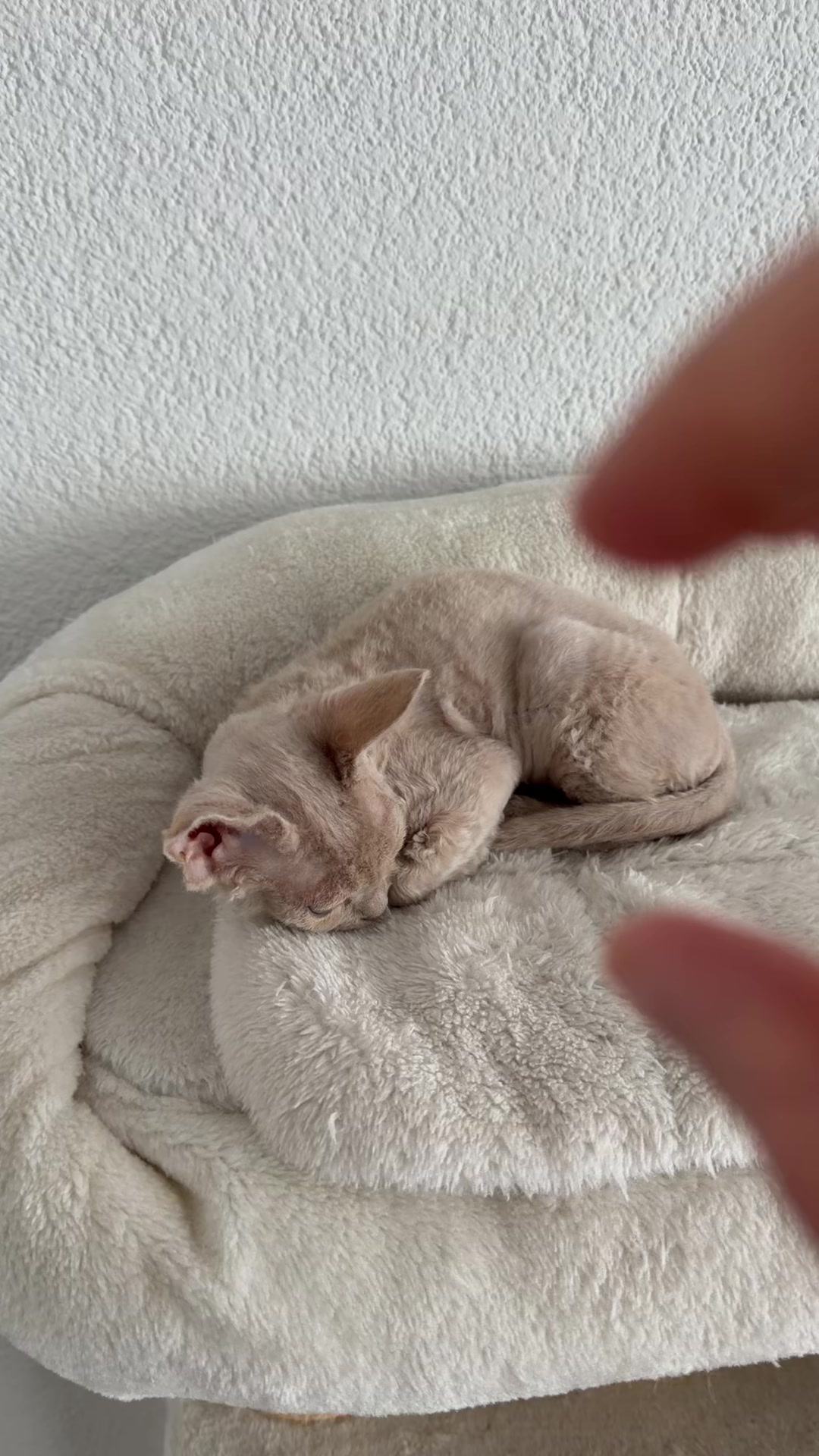 @TugbasCats
