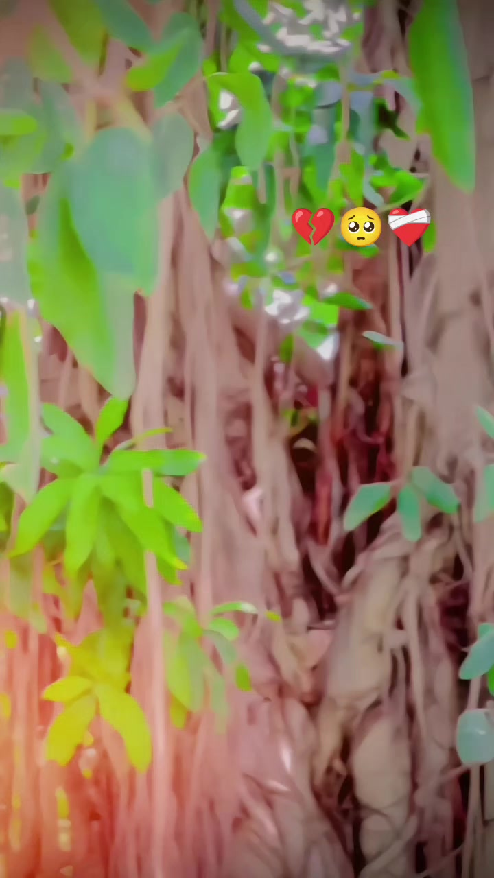 @🚩(ملک ثمر)🥀