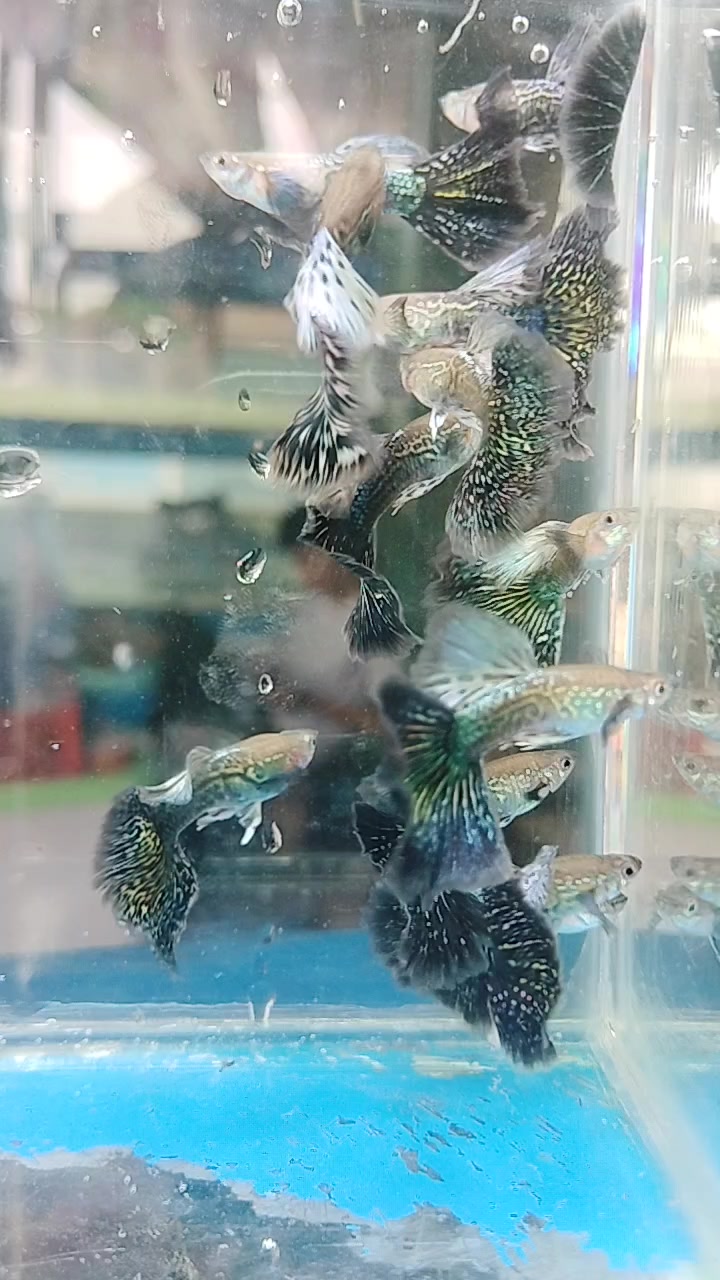 @UniJambi_Aquarium