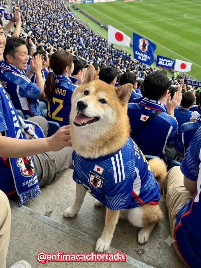@Cosmos🐕 Maui🐶 Aurora🦊