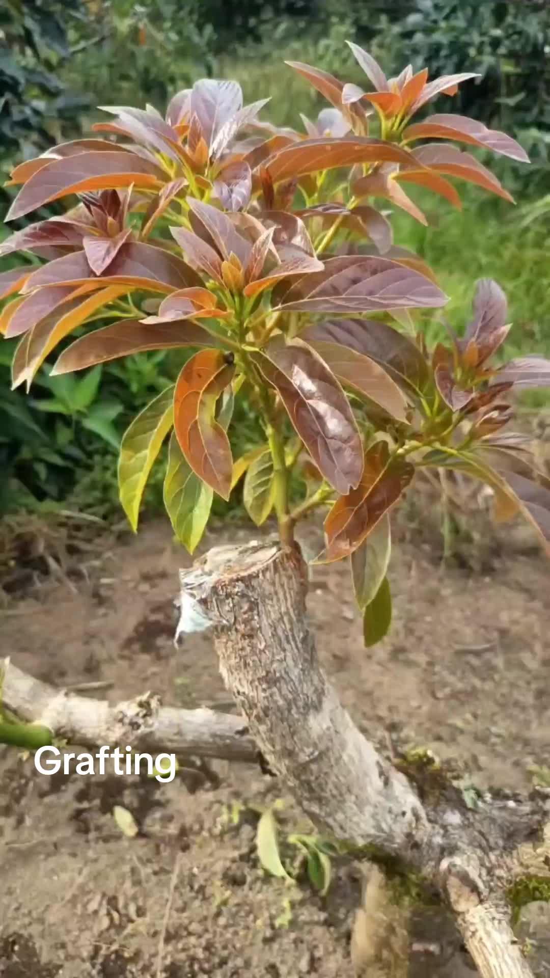 @የጓሮ ማሕበረሰብ-GARDENING COMMUNITY
