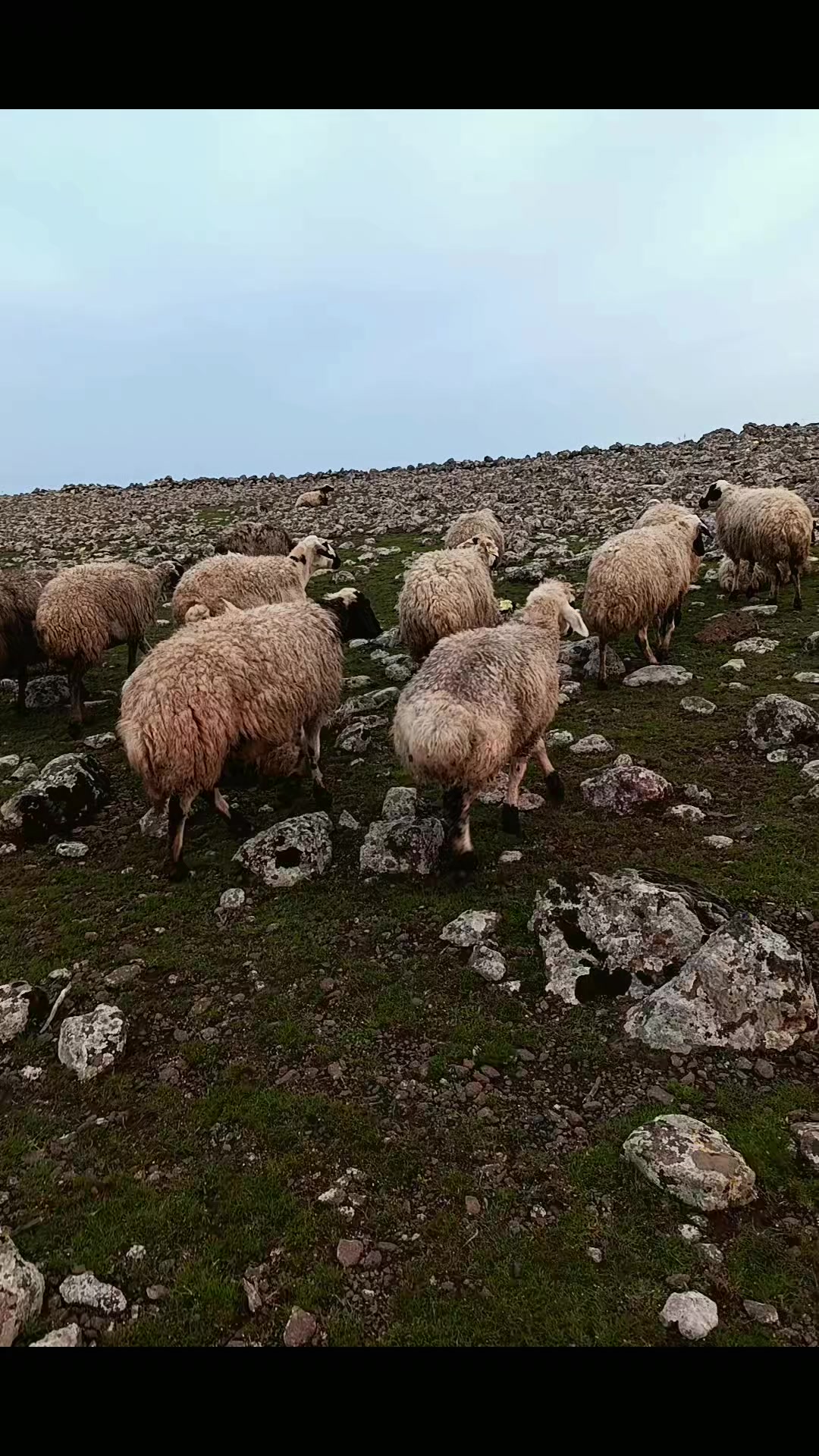 @Süleyman21 🐊🐊