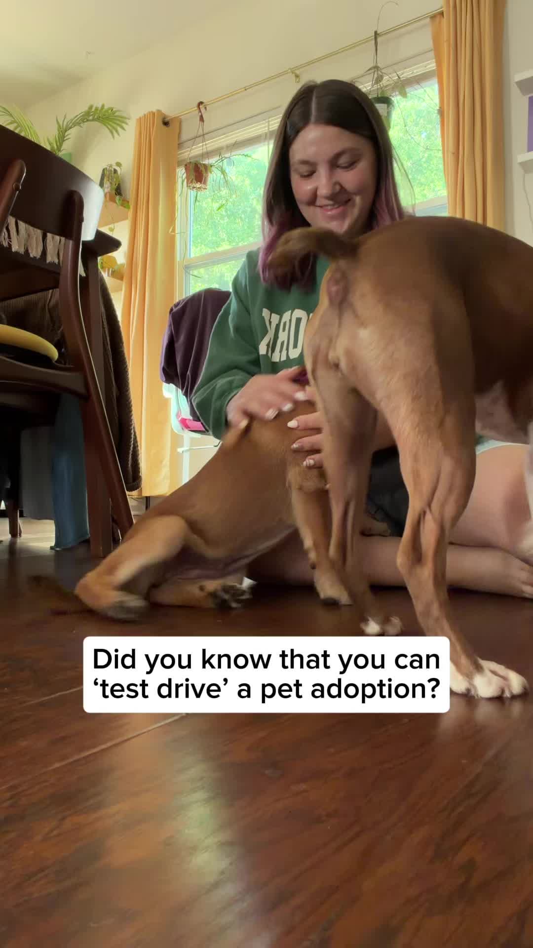 @Adopt a Pet
