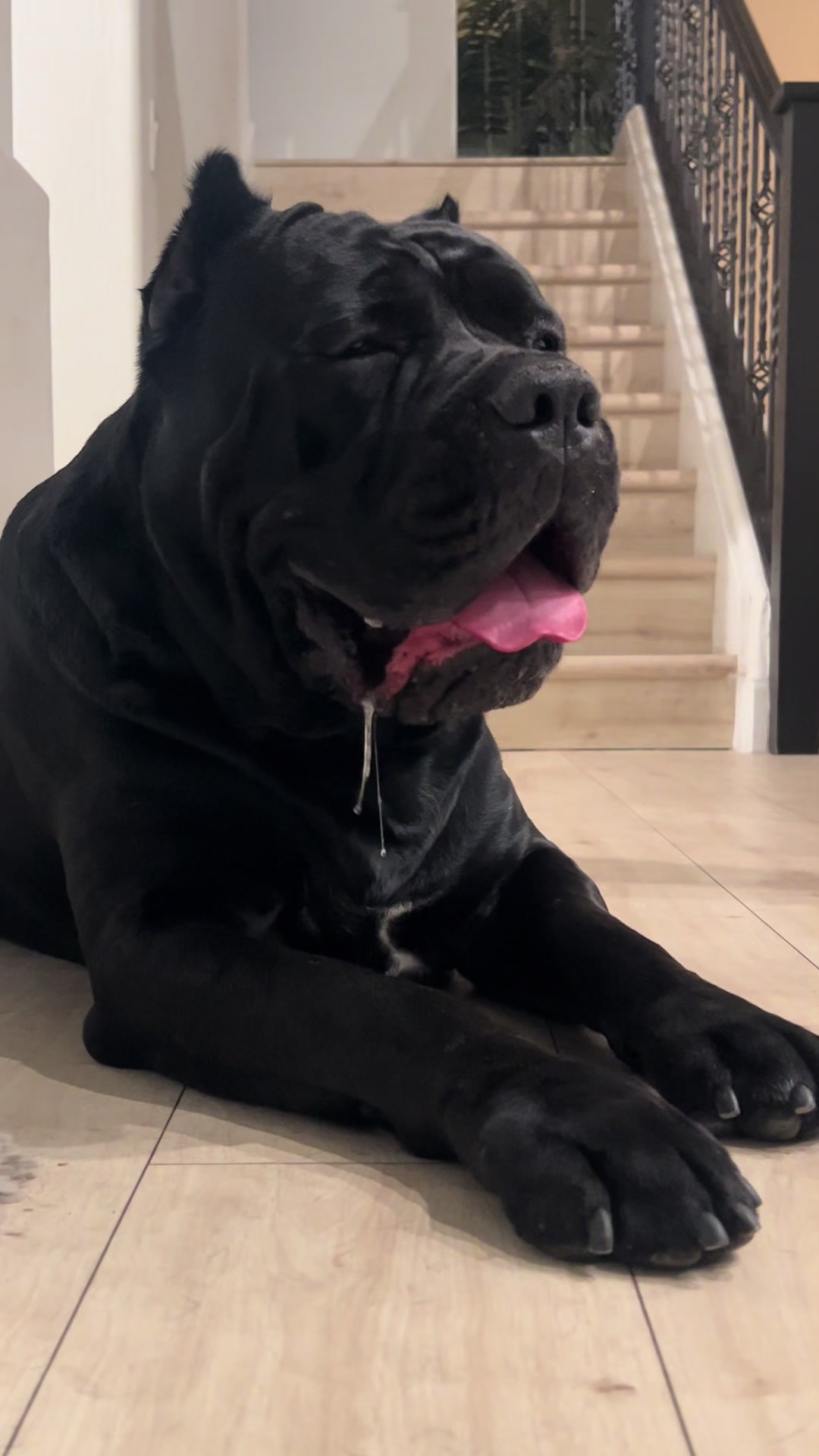 @Phoenician Cane Corso Stormi