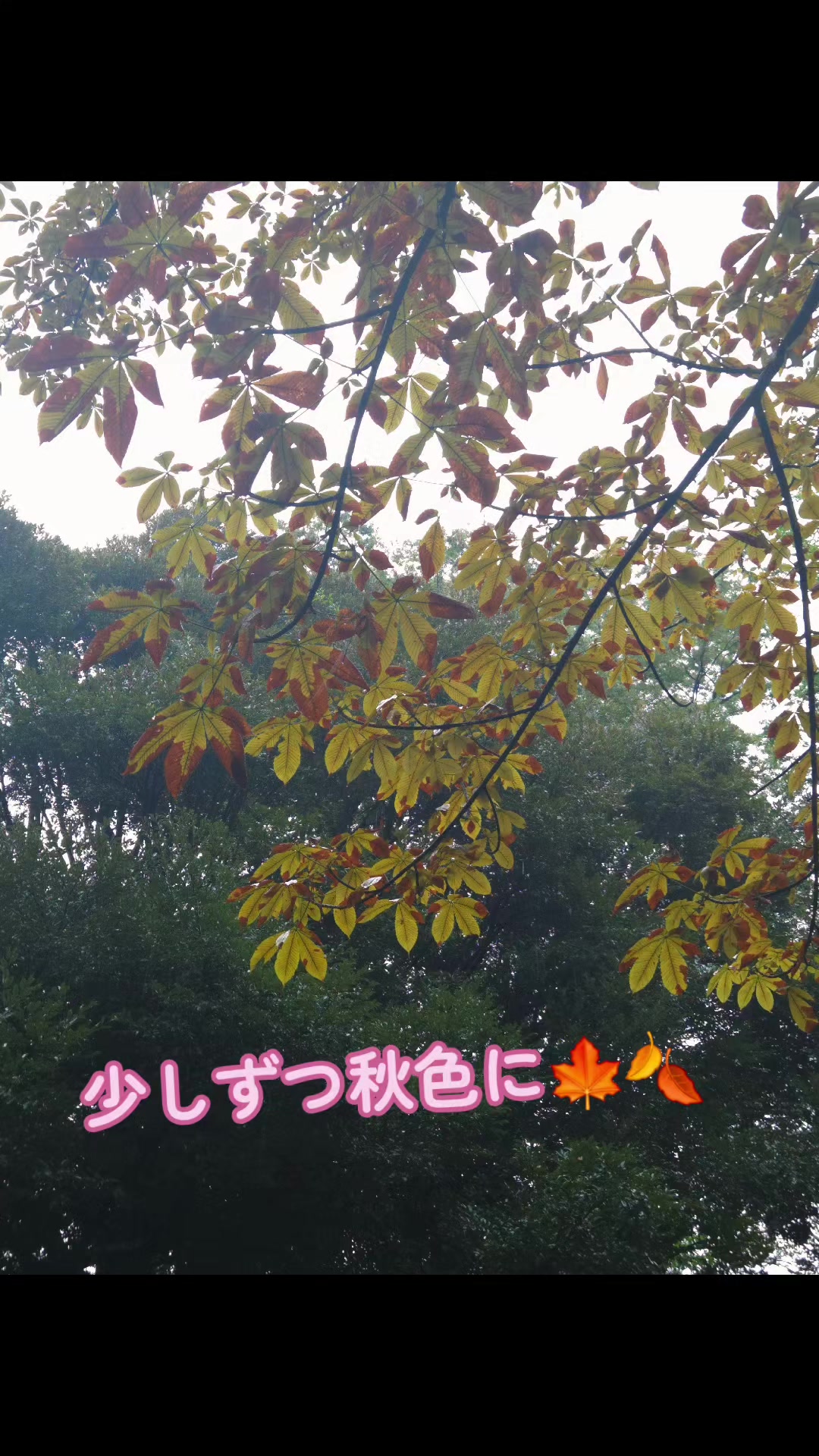 @マロン