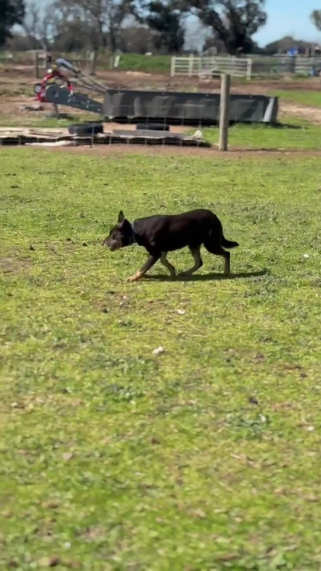 @SouthernDreamin Kelpie stud