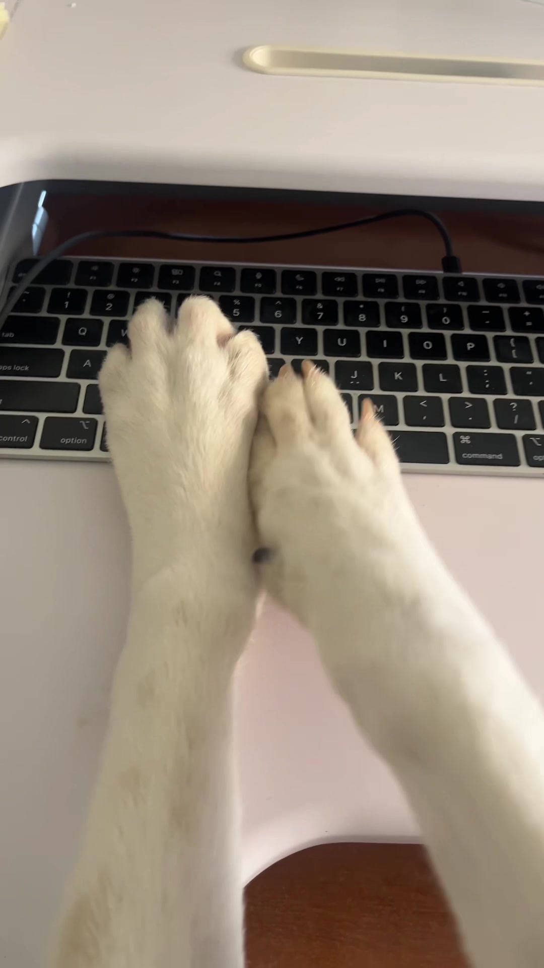 @animalhumanenm
