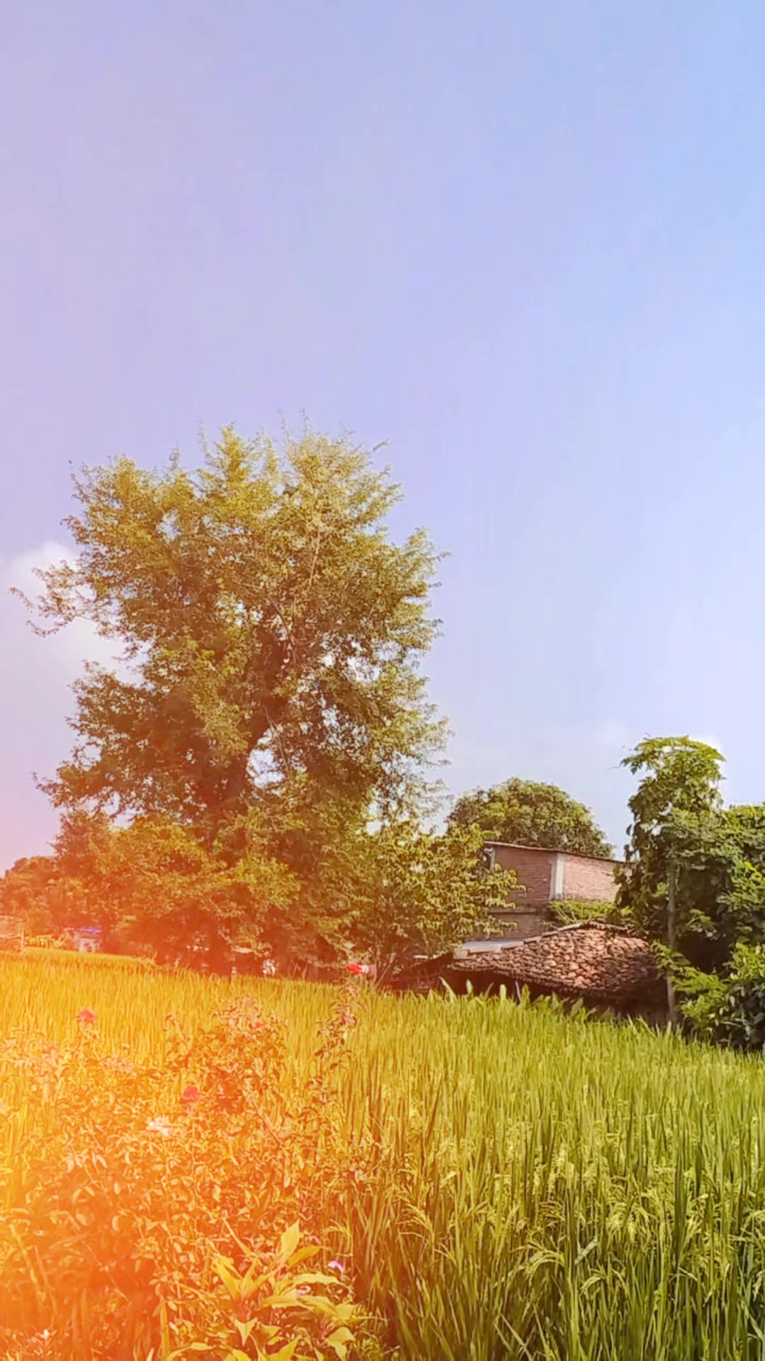 @Aarati Pandey( regmi)