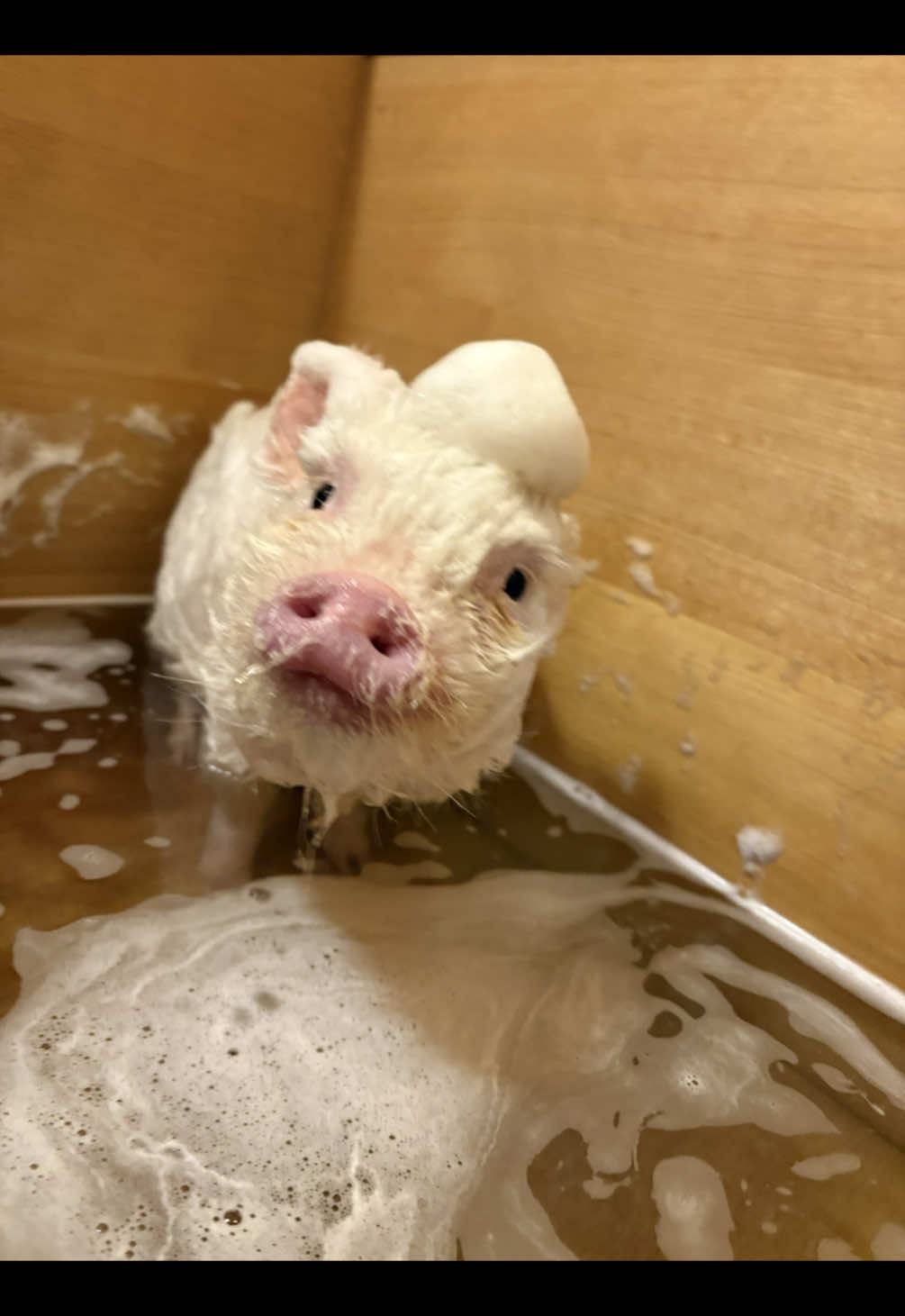 @pignic