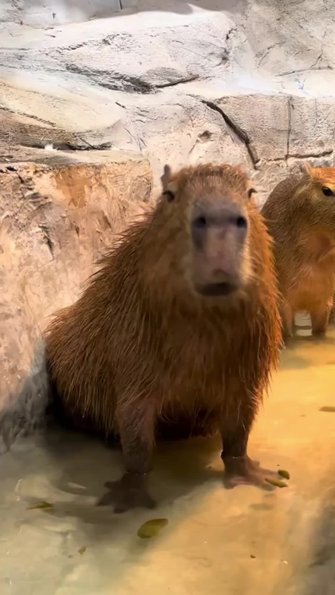 @CuteAnimal