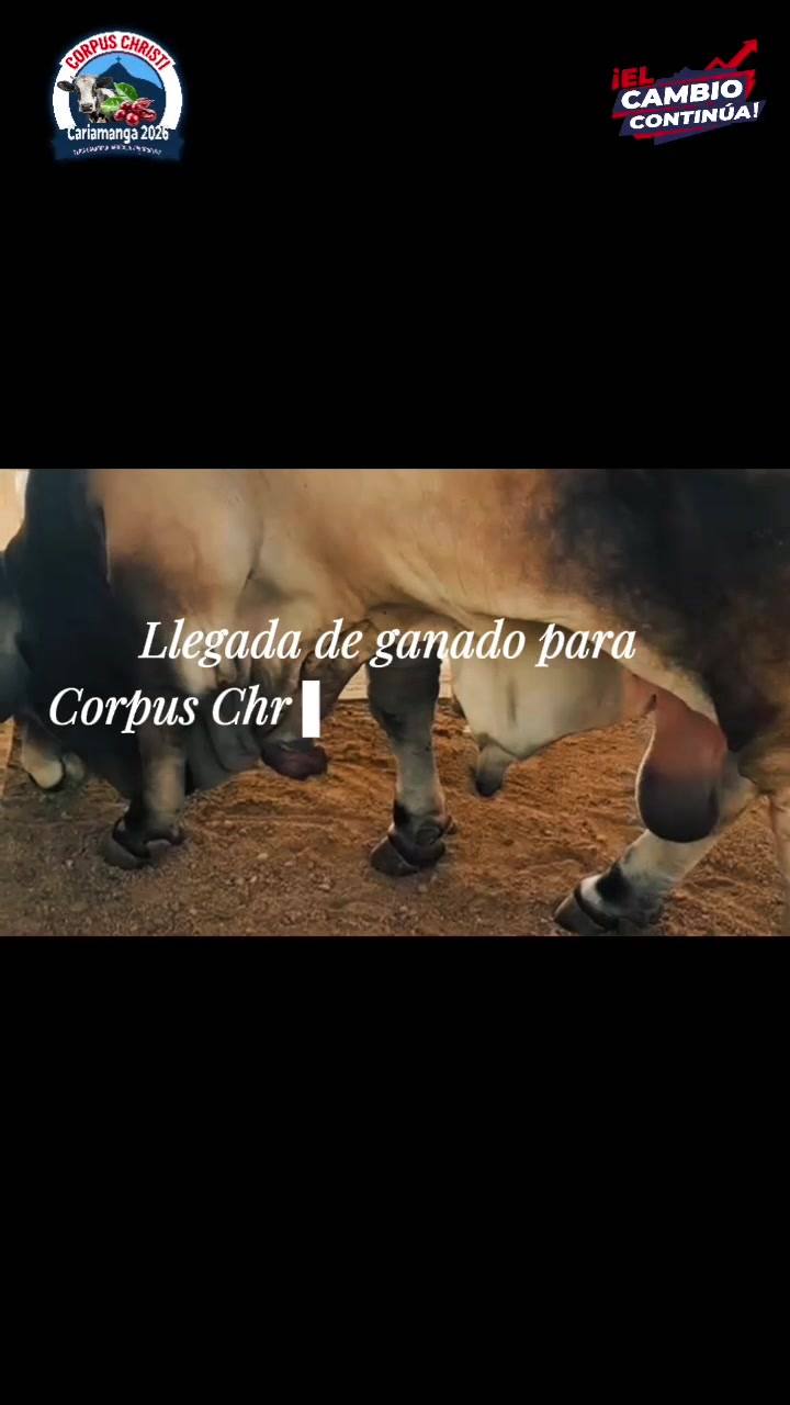 @cultura.gad.calvas