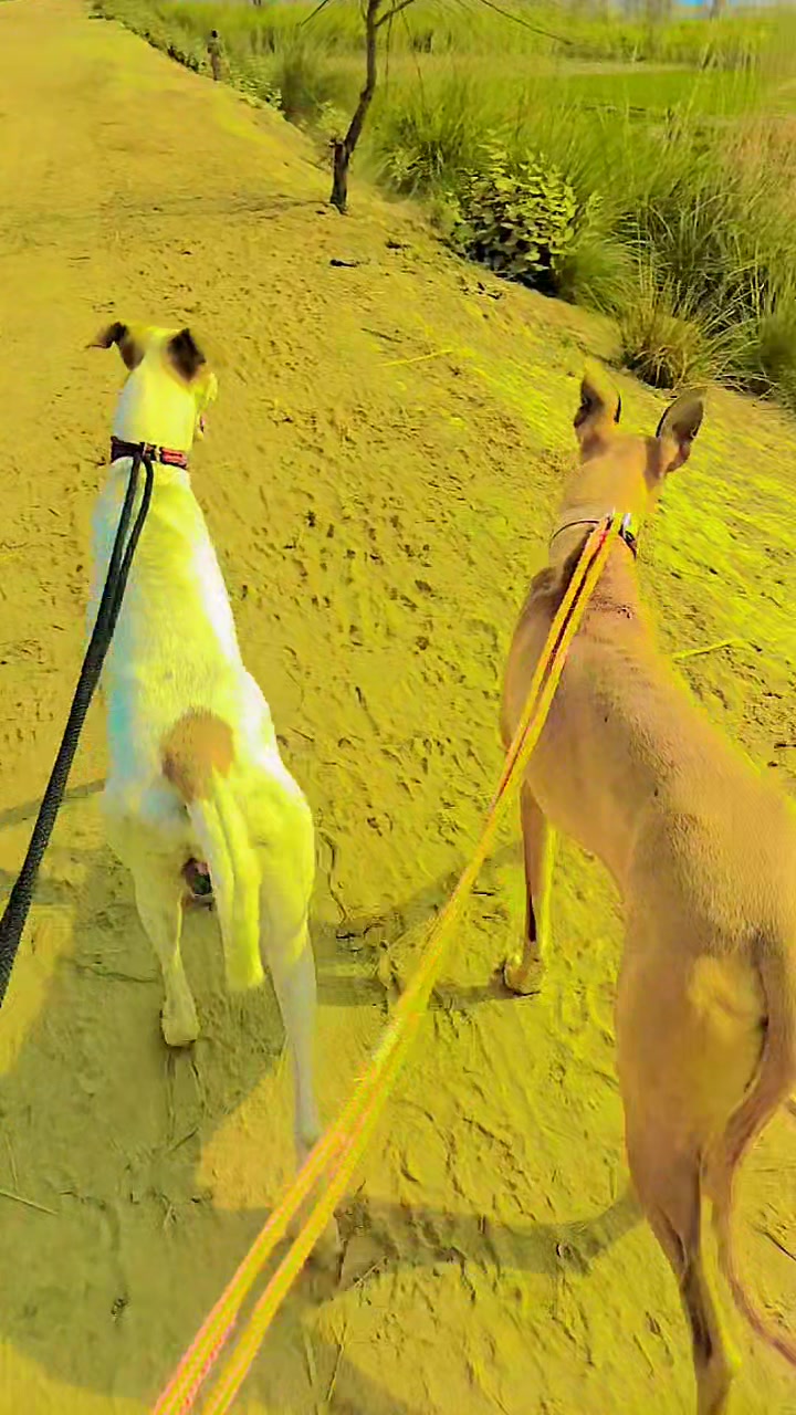 @𝔸𝕣𝕏𝕝𝕒ℕ 𝕏𝕙𝕒ℕ𝕚