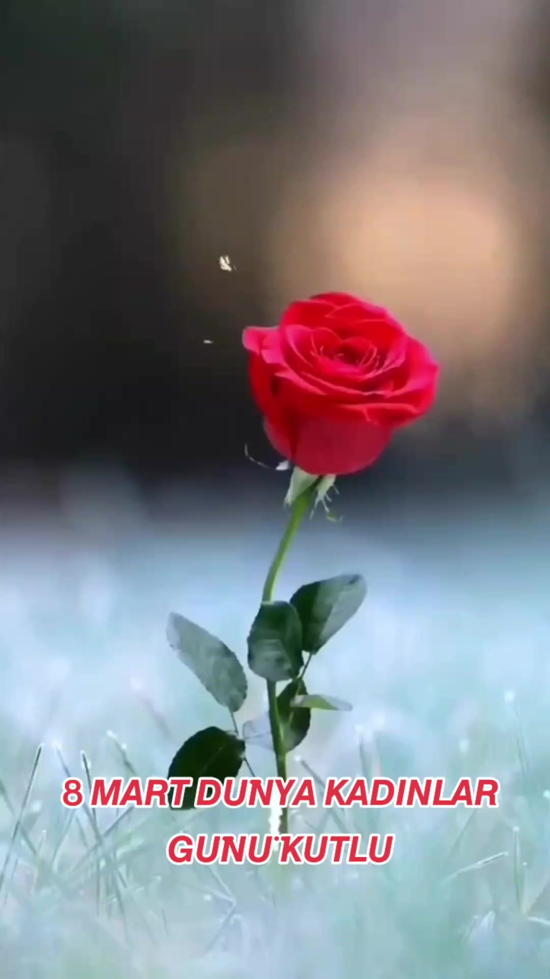 @Gülümse 🌍Dünya