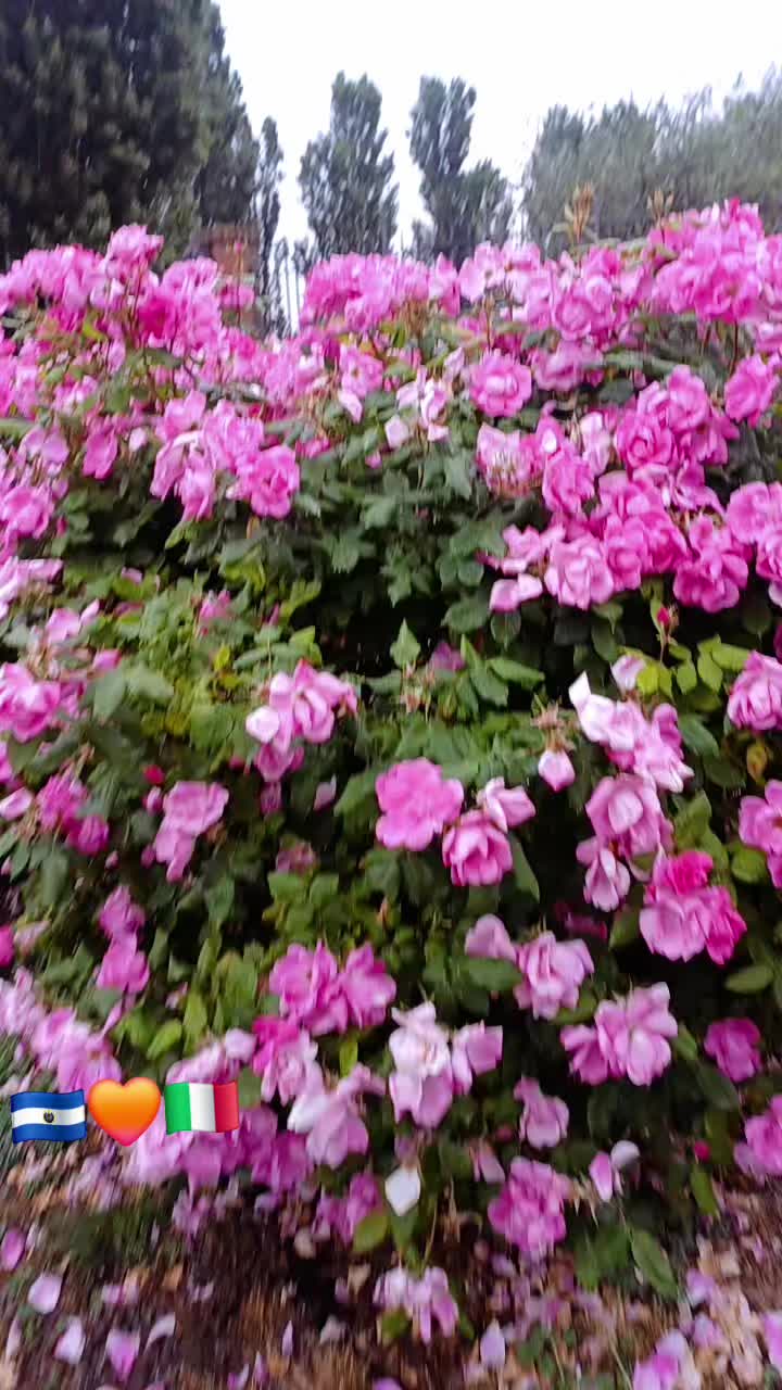 @R🌹osy