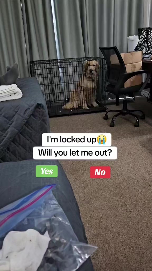 @🐶Griffin
