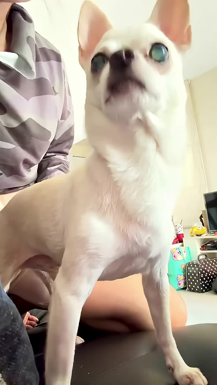 @dog lovers