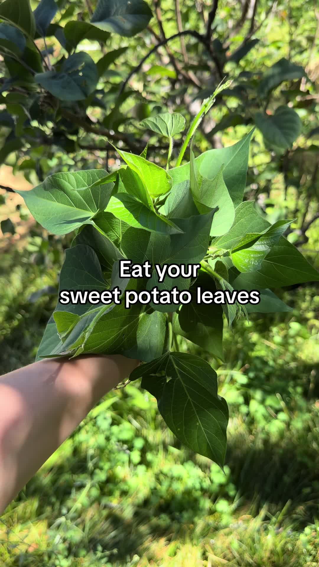 @joslyn.grows