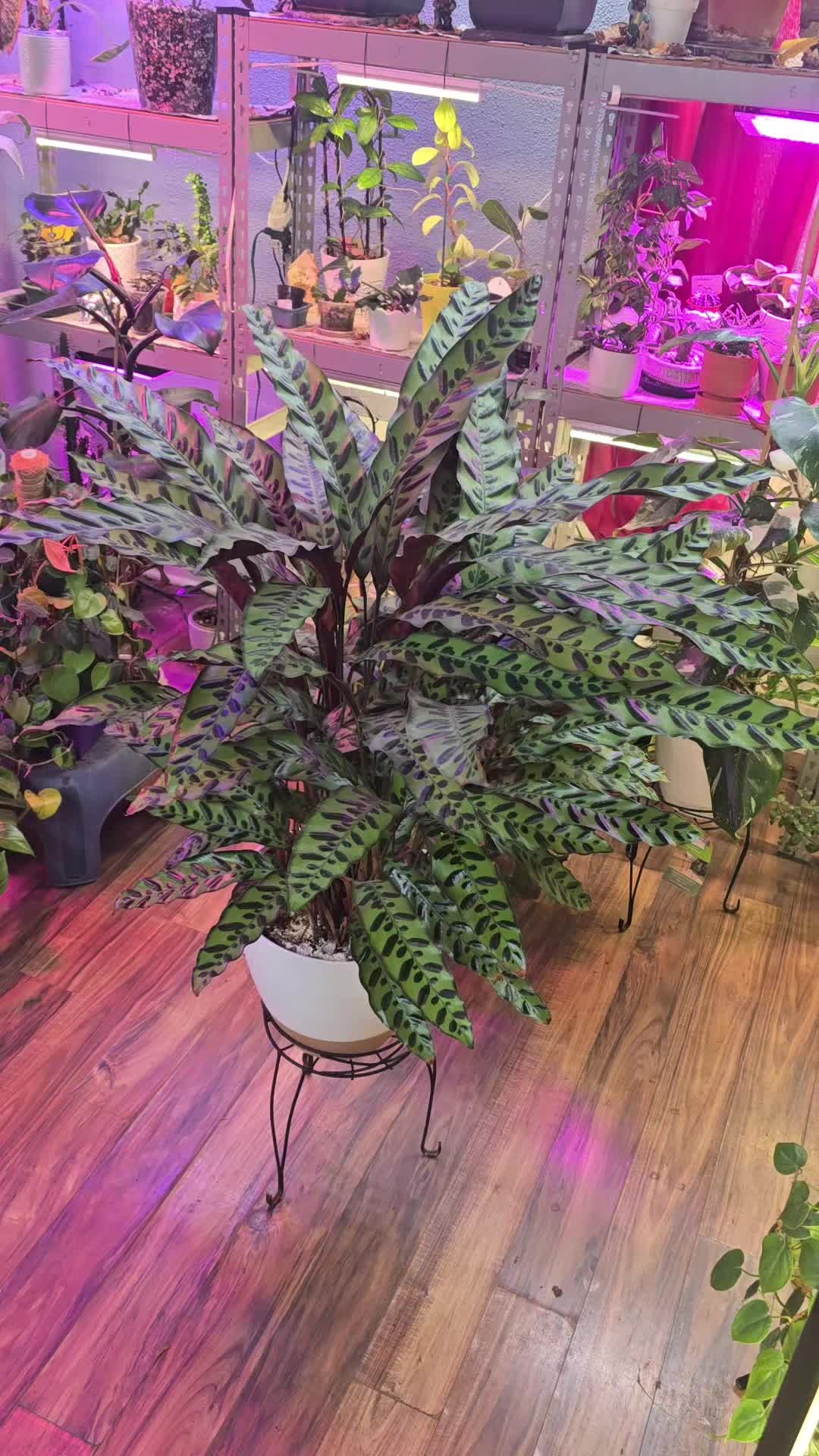 @JT - BigEGOPlants