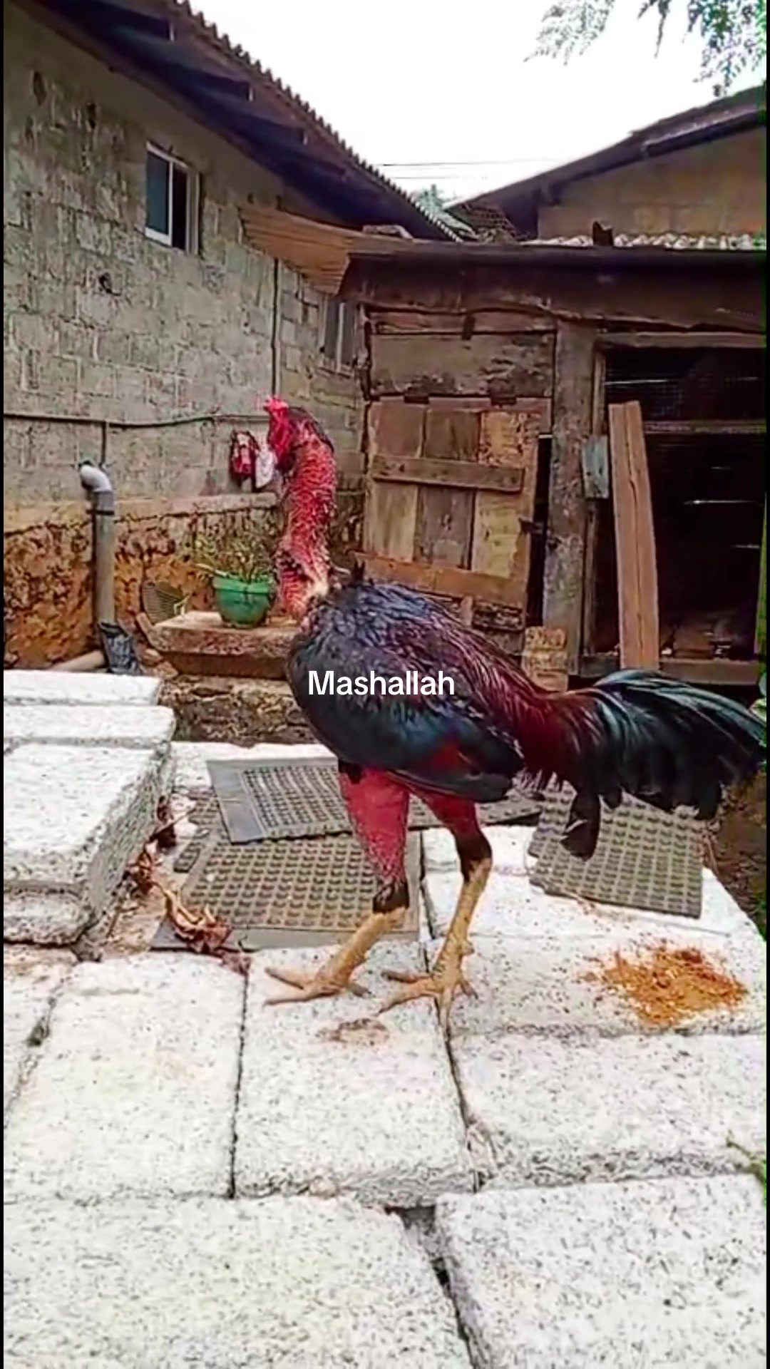 @Nishran Mohamed