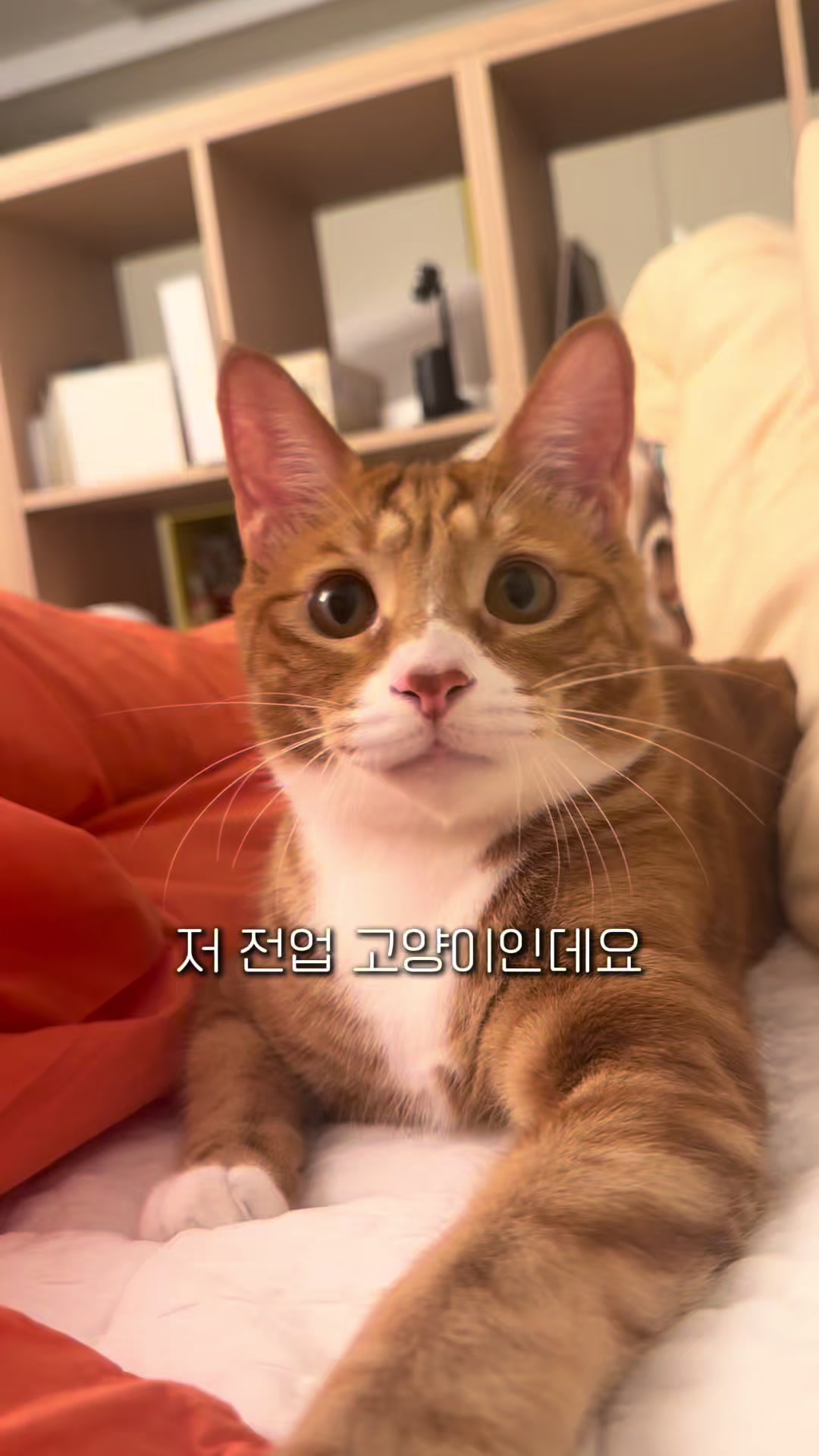 @뮤춘삼