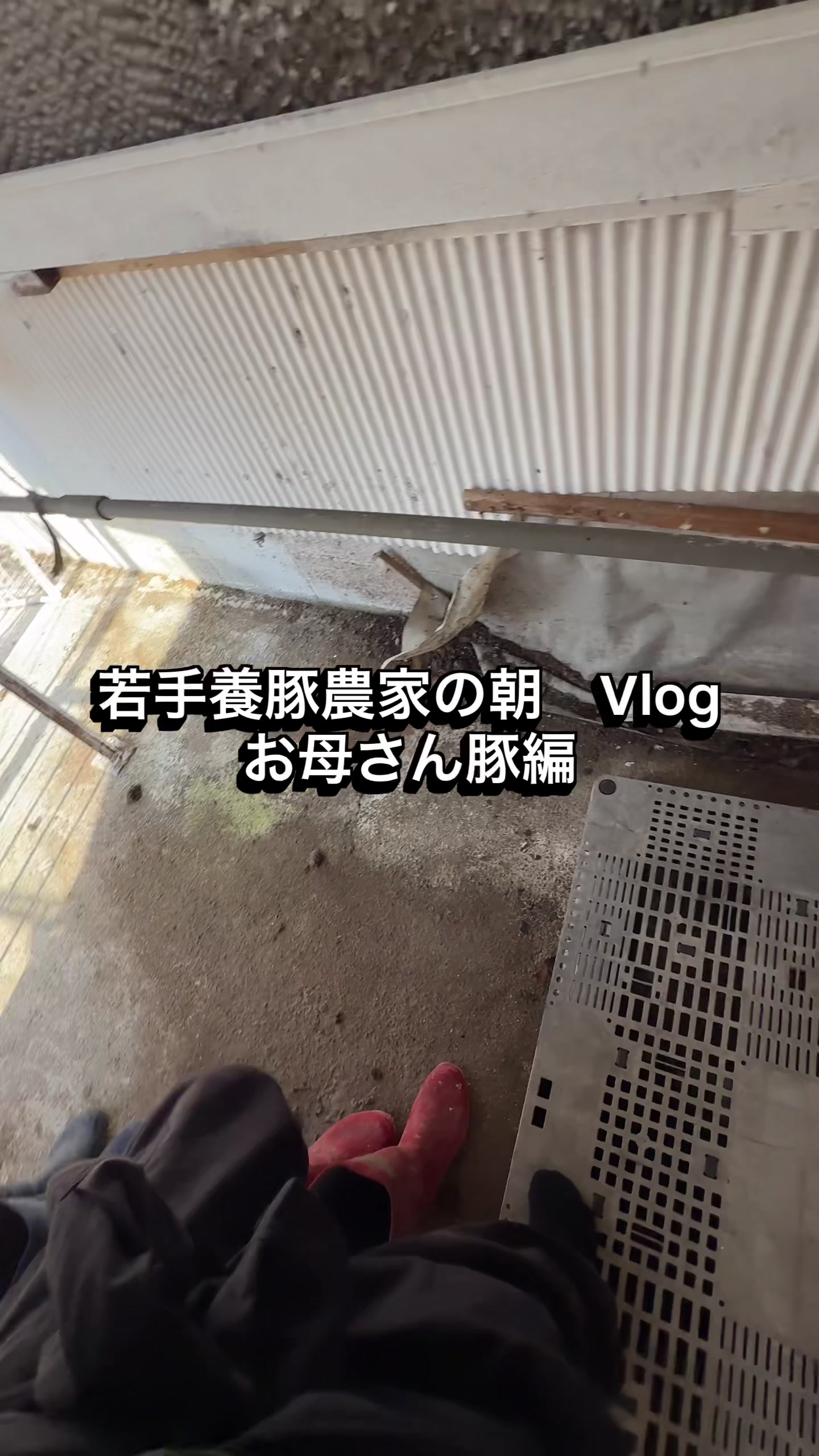 @小野ともや|豚のお兄さん